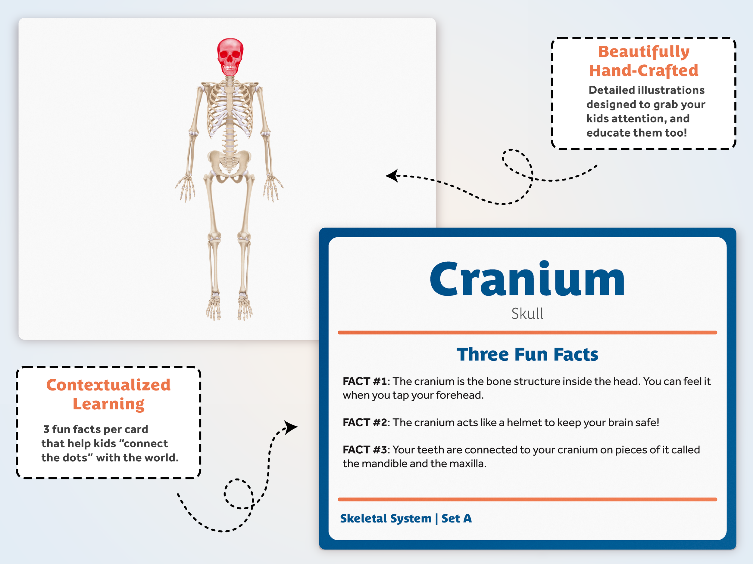 Skeletal System Product Image 3.png