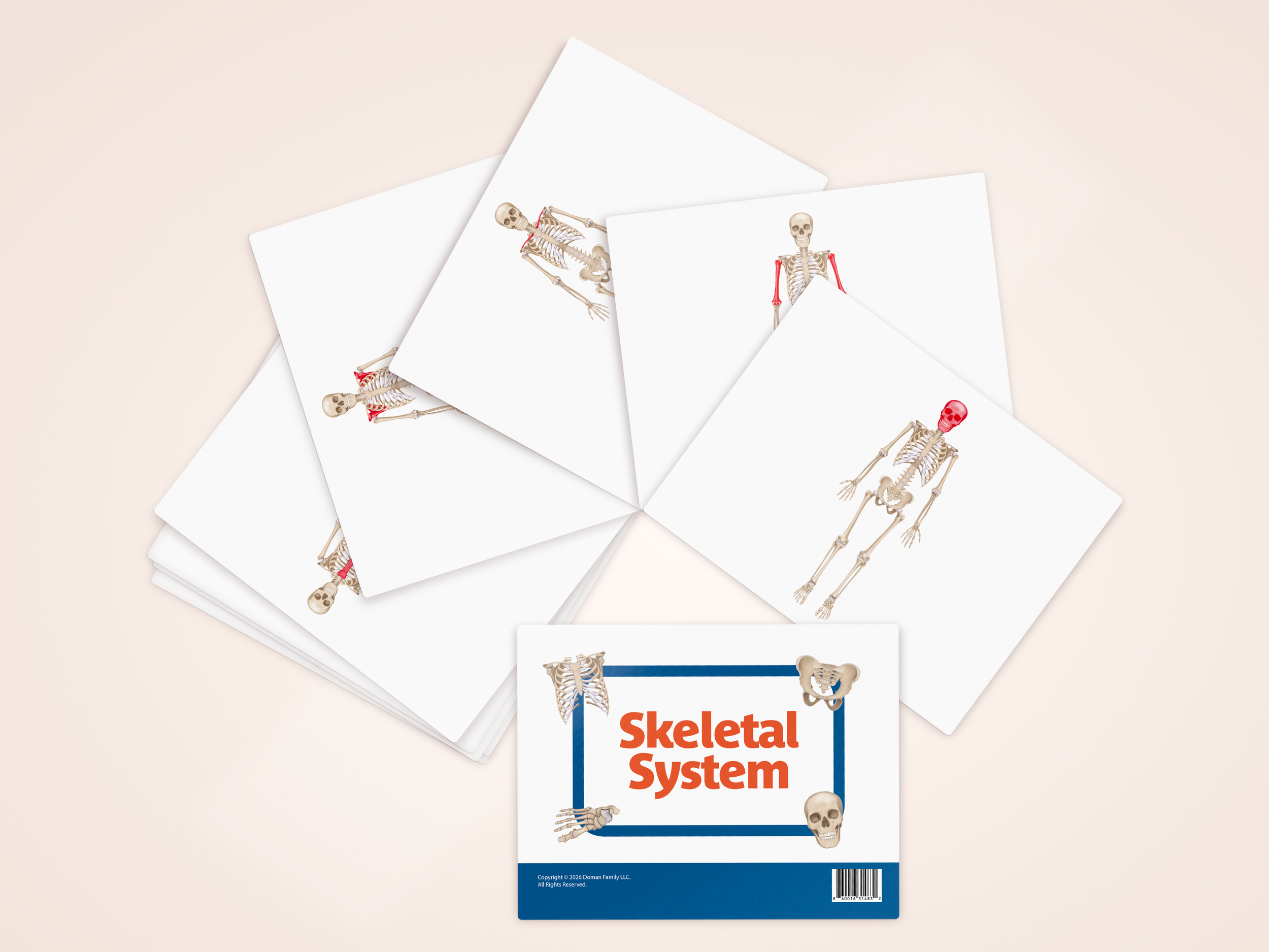 Skeletal System Product Image 2.png