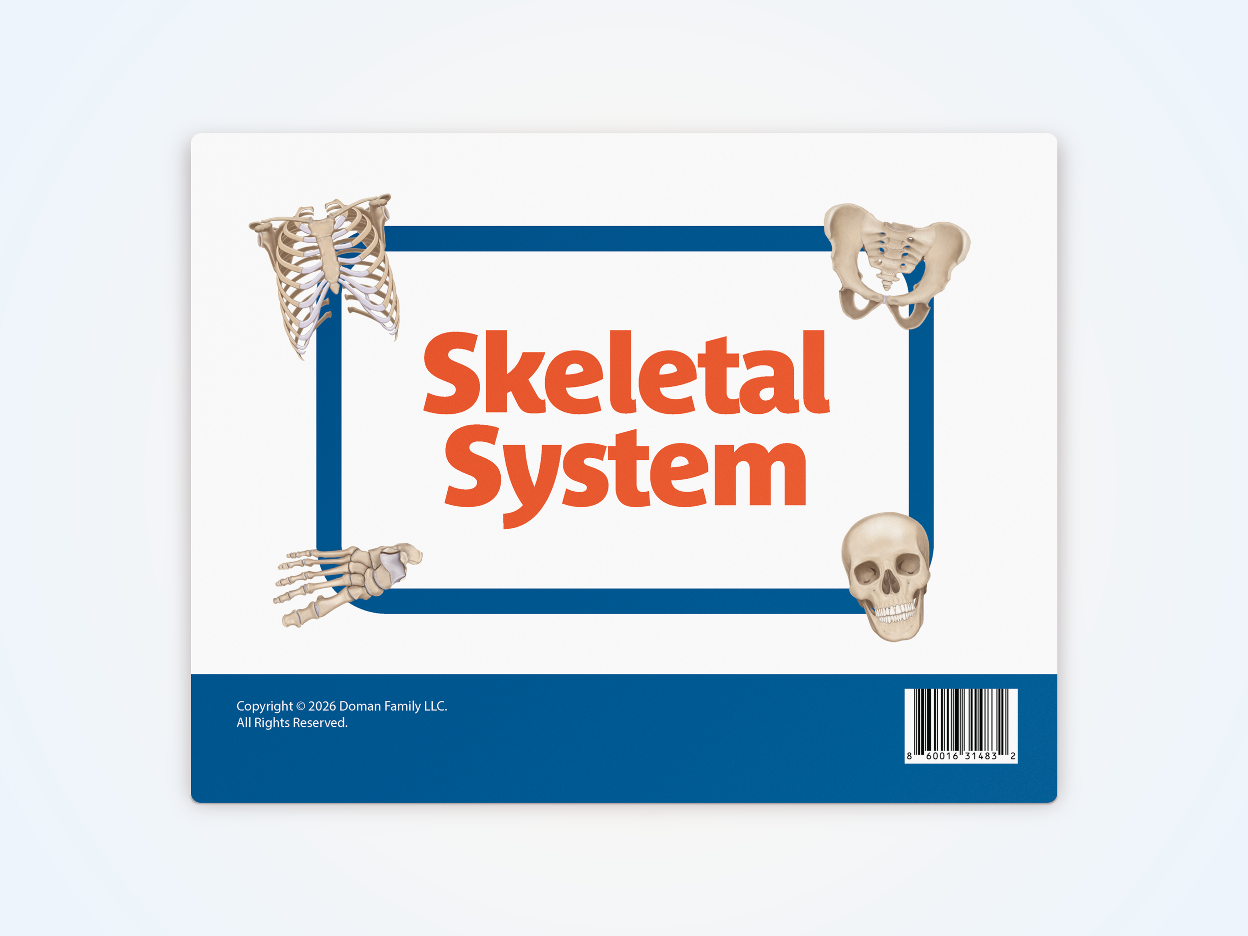 Skeletal System Product Image 1.png