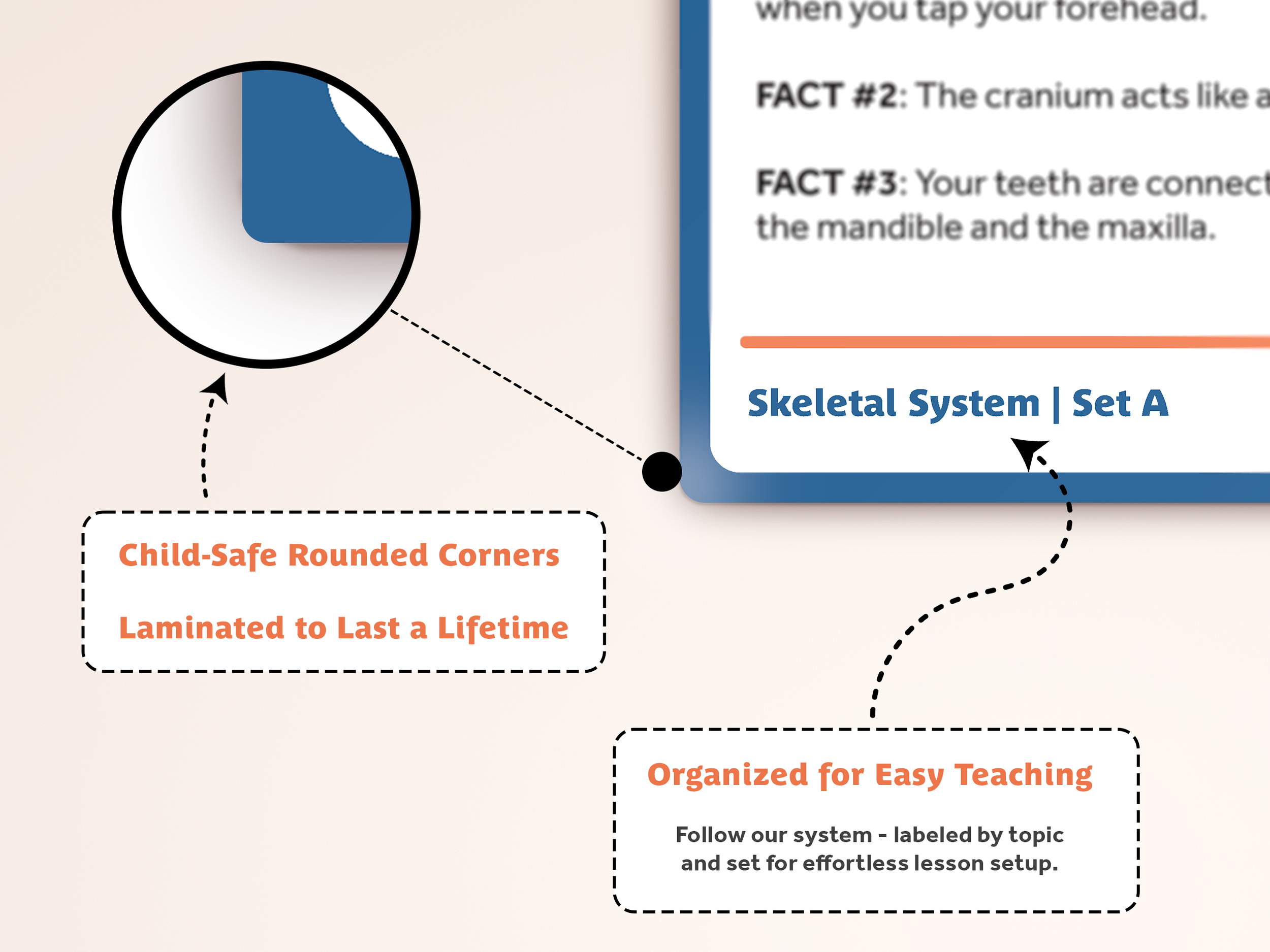 Skeletal System Product Image 4.png