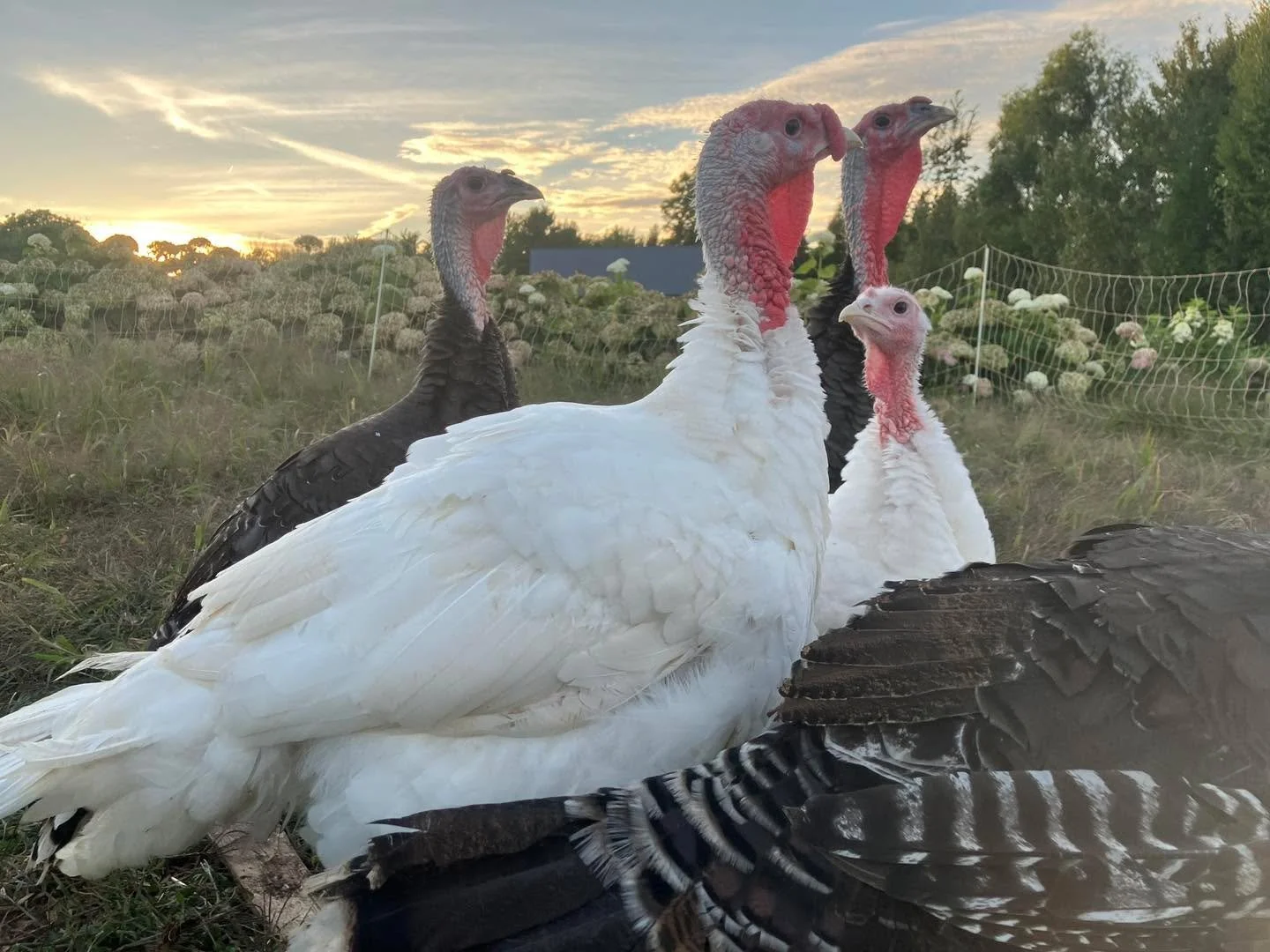 Happy Thanksgiving! 
Thank you to our customers, market staff and volunteers farmersmarketmilton, annettevillagemarket, downtownacton, appletree_to  for another great Farmer’s Market season.
See you next year!