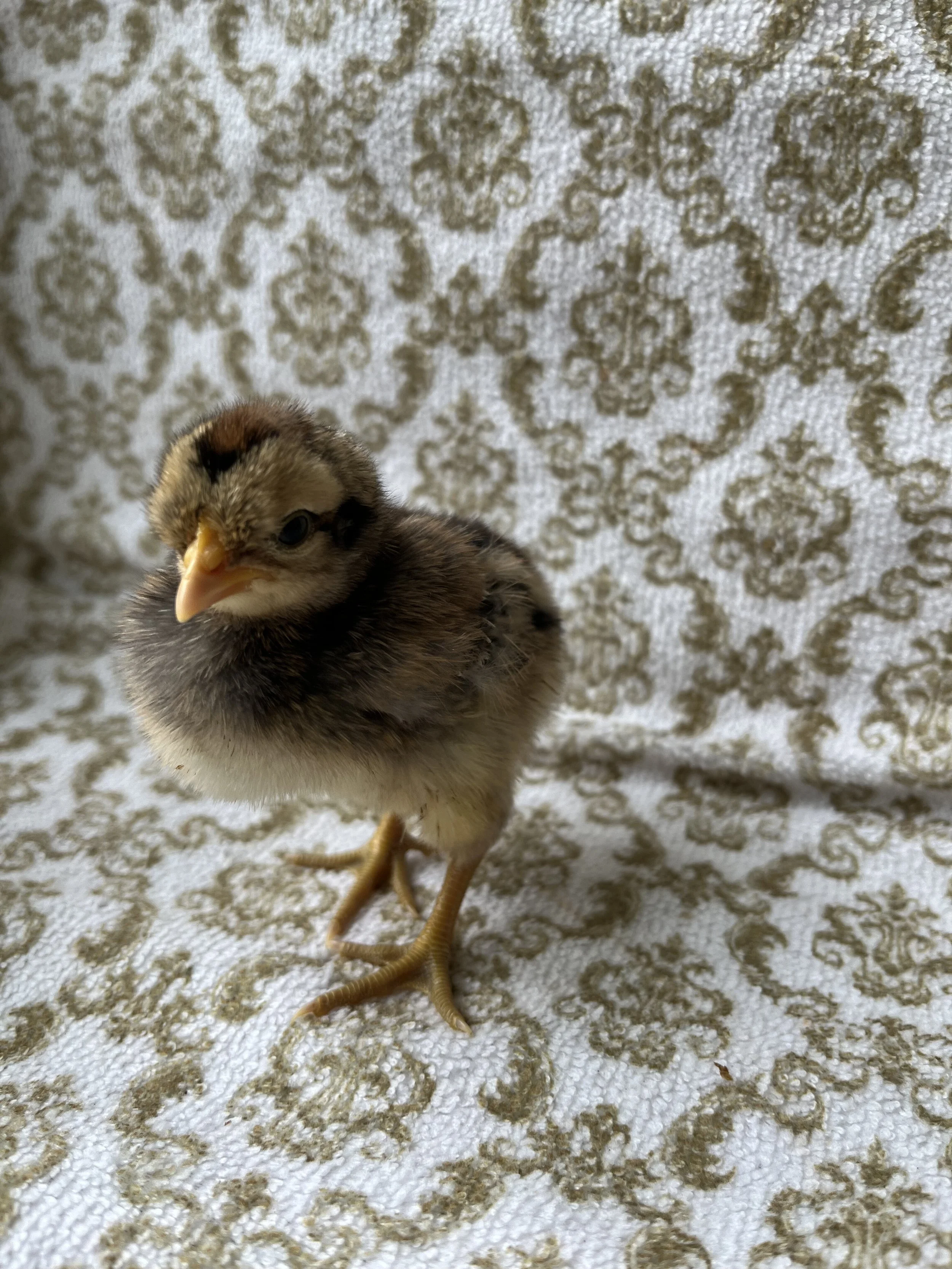 Cream Crested Legbar