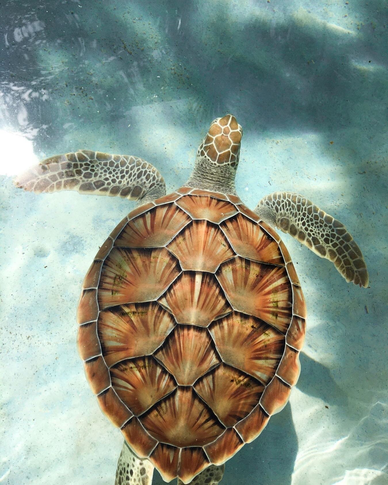 heading into Monday like ⬆️ #mijasdelmar #california #surf #turtle #seaturtle