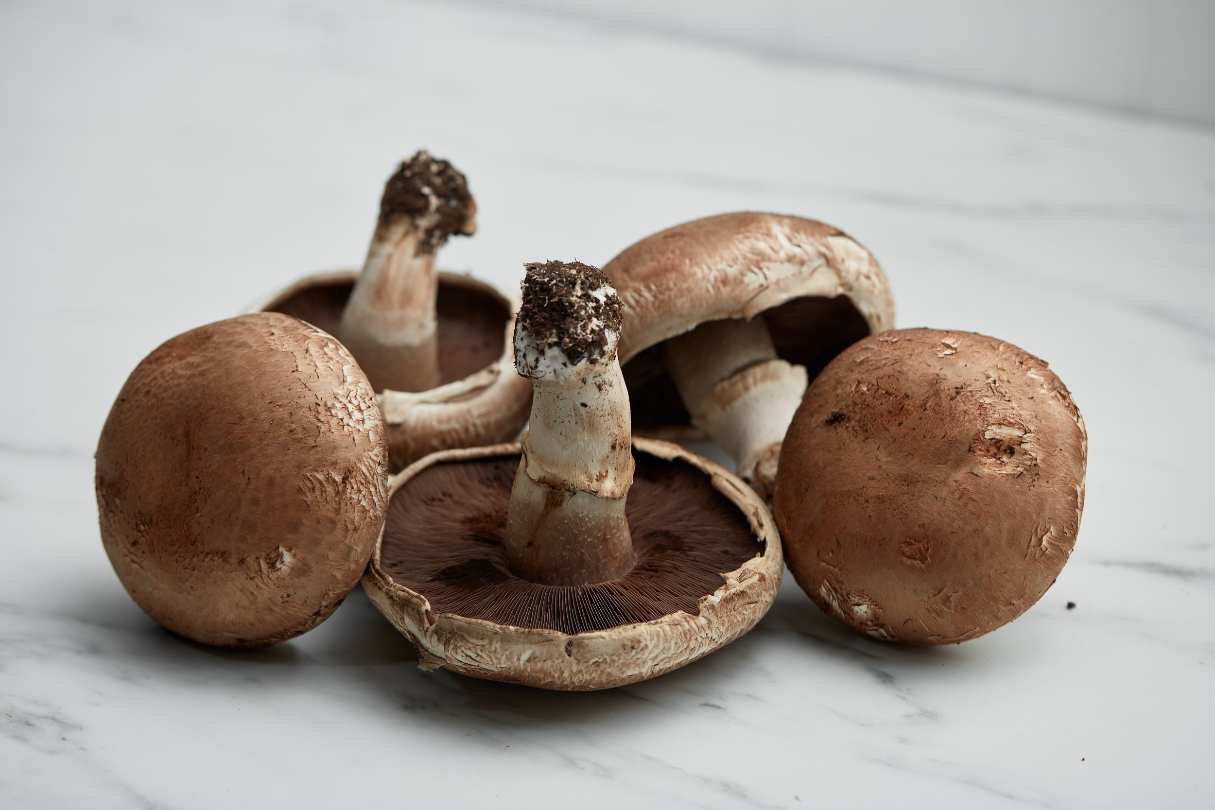 RI-Mushroom_co-WT-hero_2973.jpg