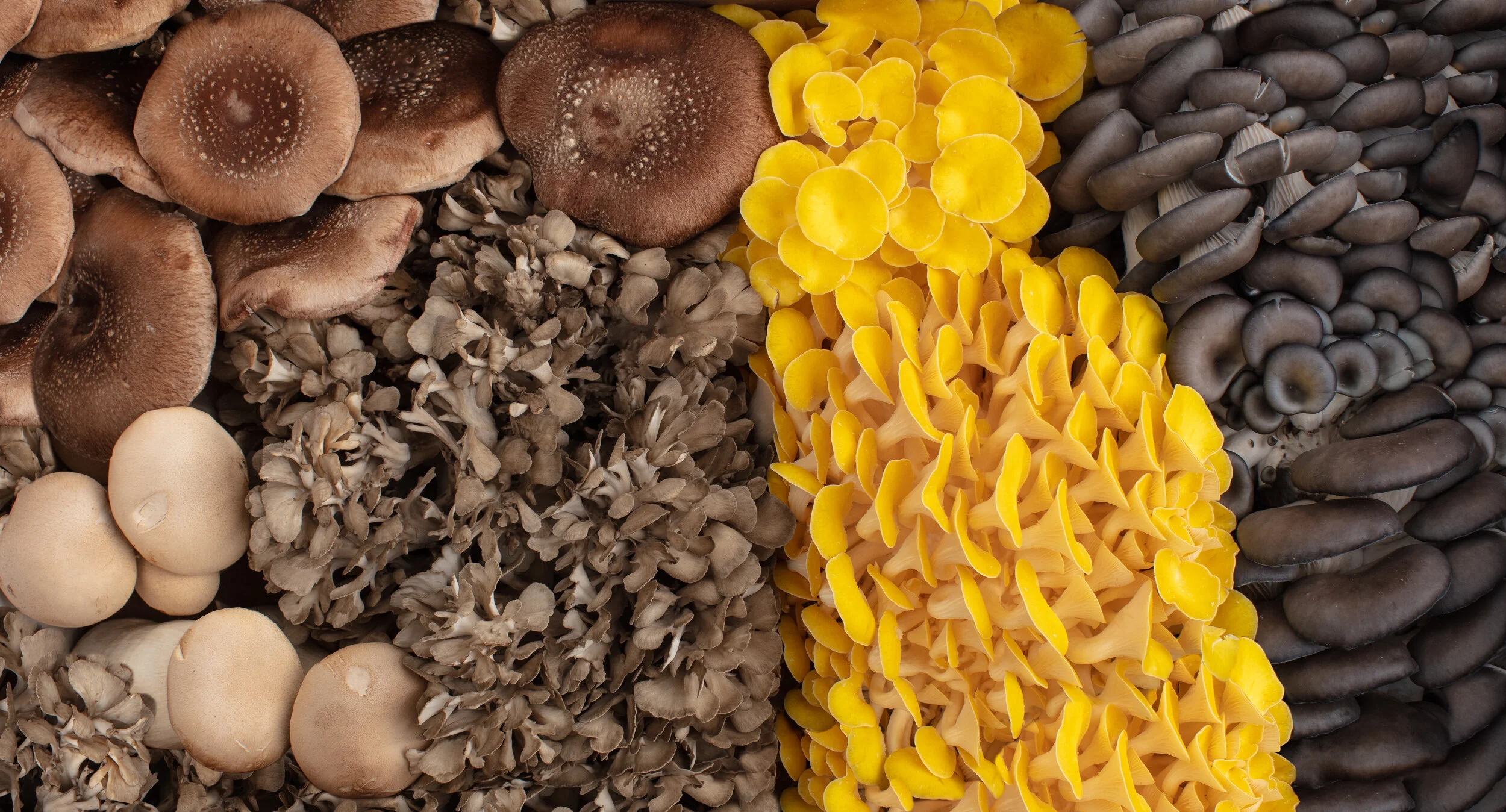 Where to buy — RI Mushroom Co.