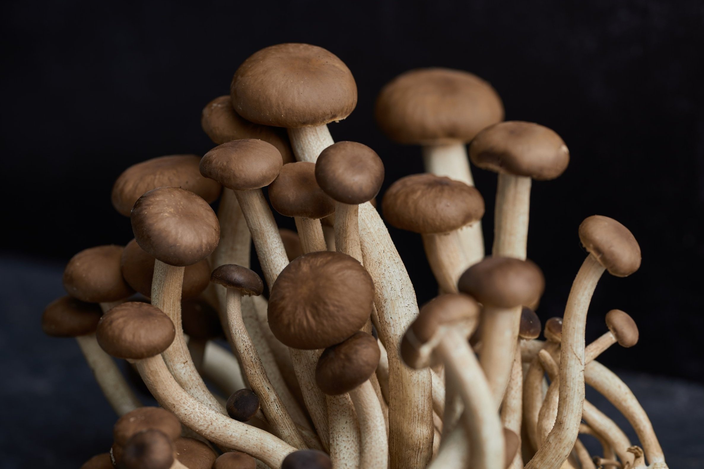 RI-Mushroom_co1538.jpg
