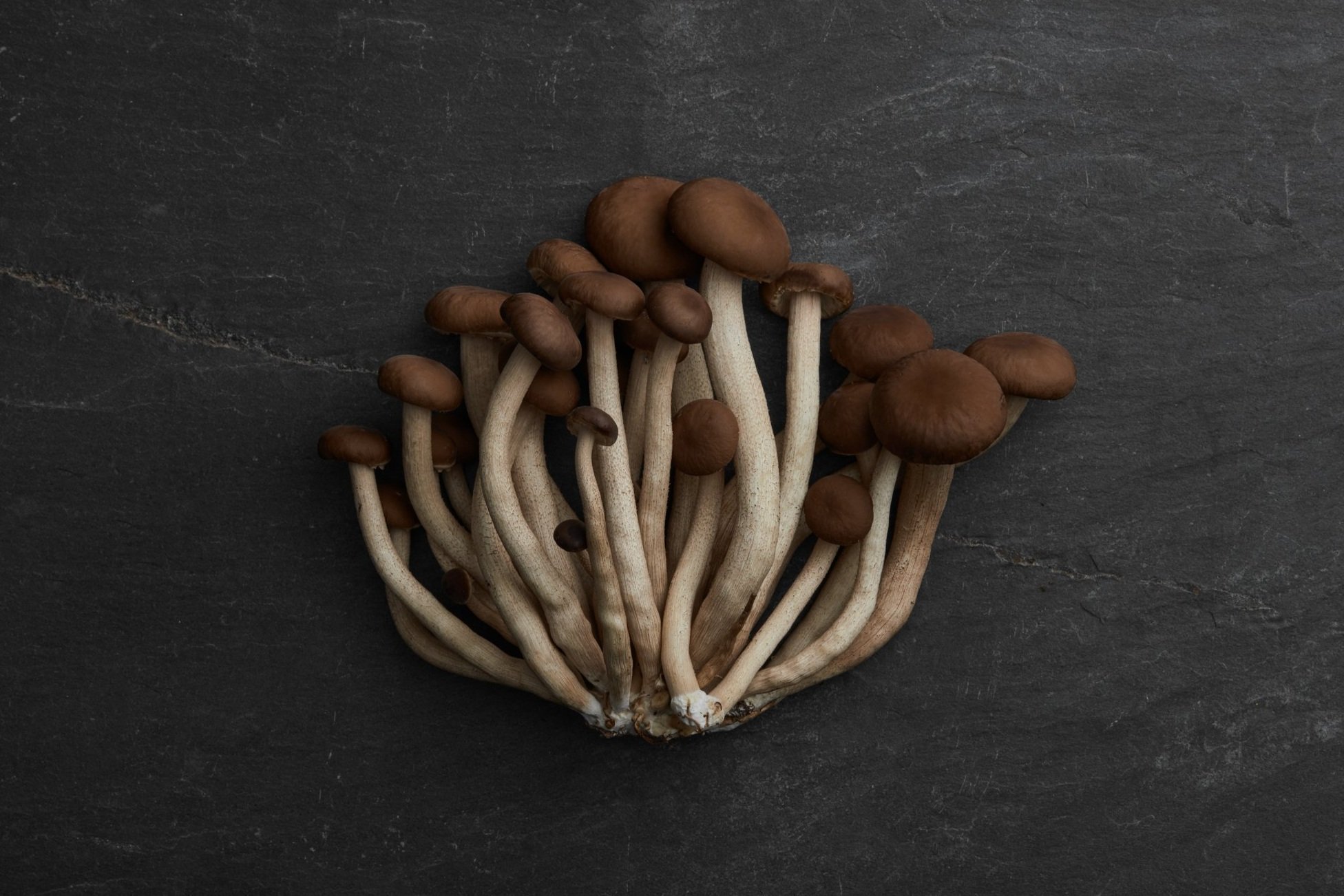 RI-Mushroom_co2568.jpg