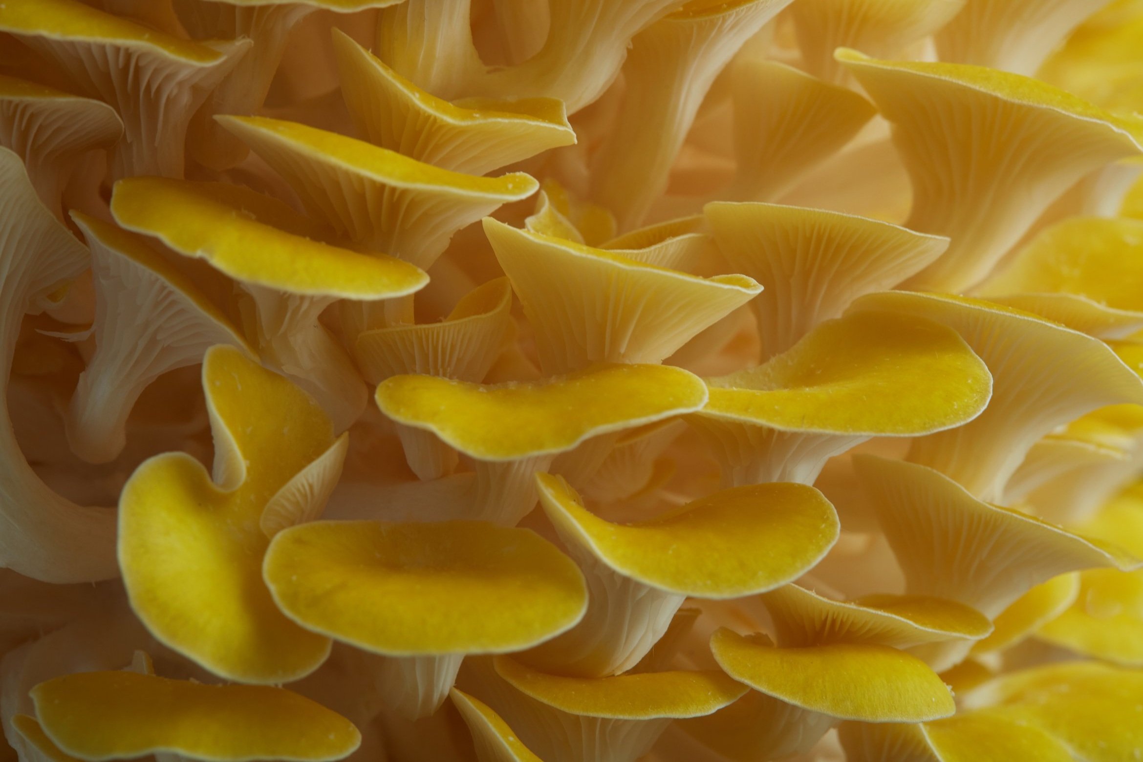 RI-Mushroom_co2198.jpg