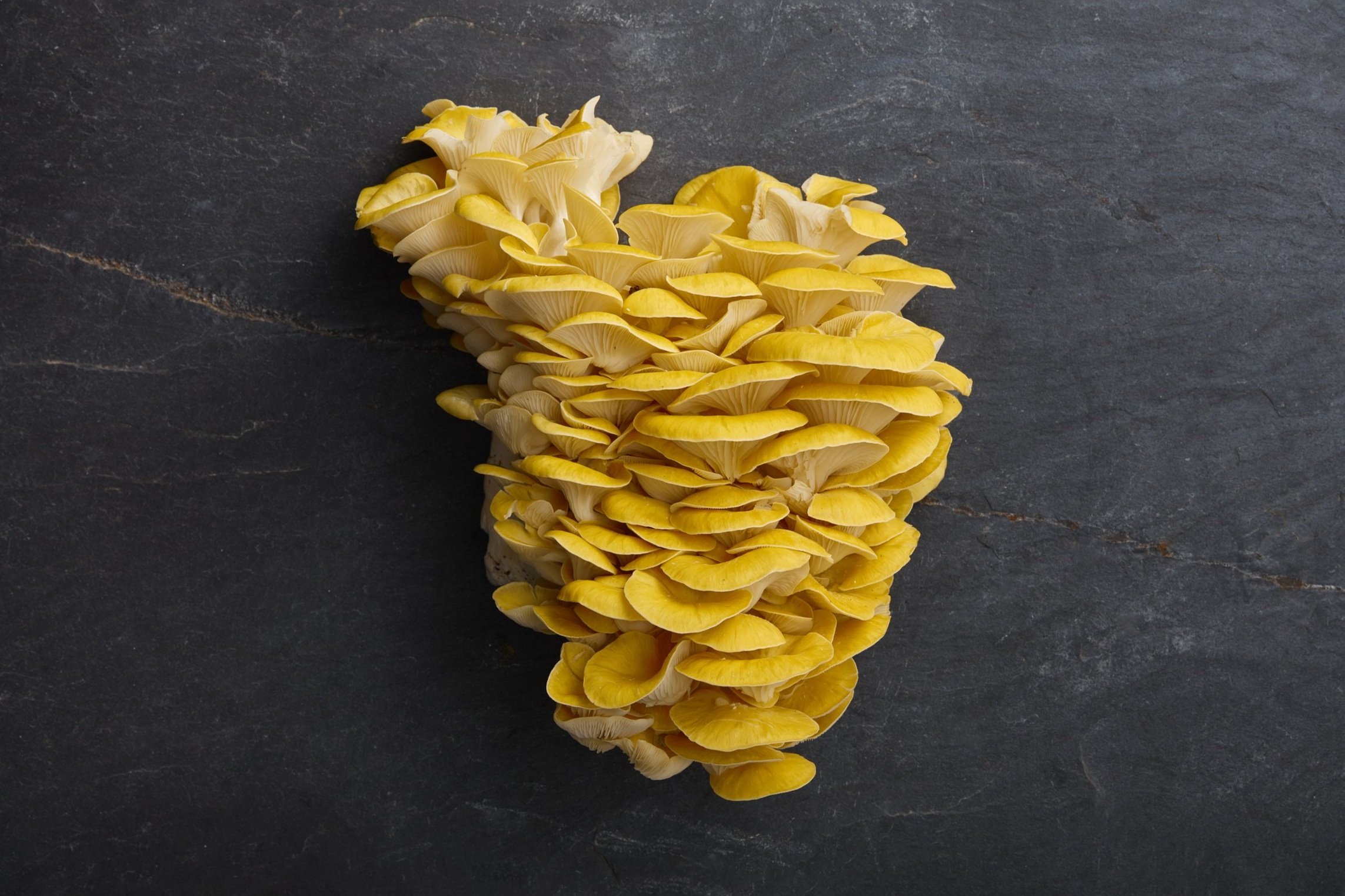 RI-Mushroom_co-full-bleed_2678.jpg