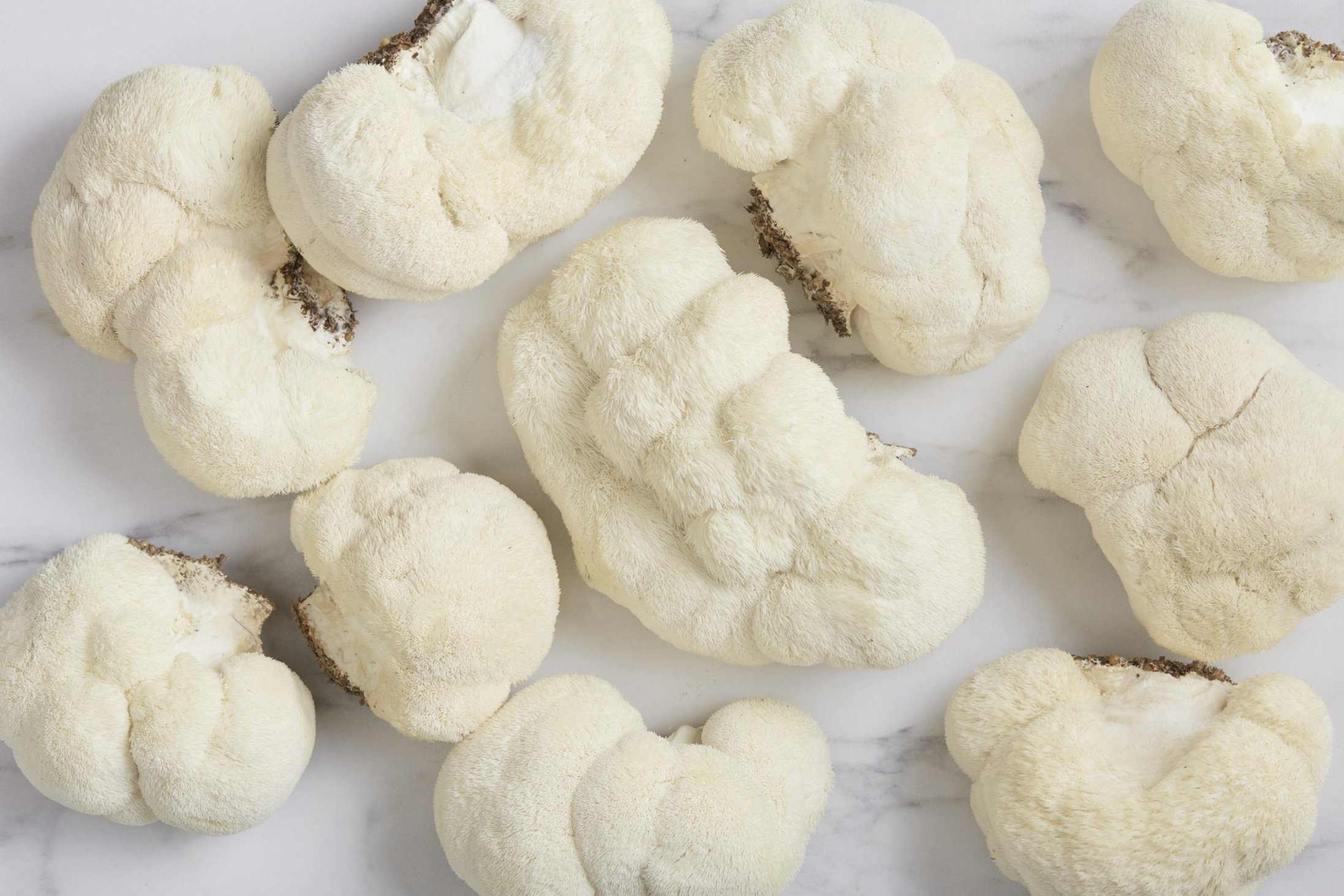 RI-Mushroom_co2385.jpg