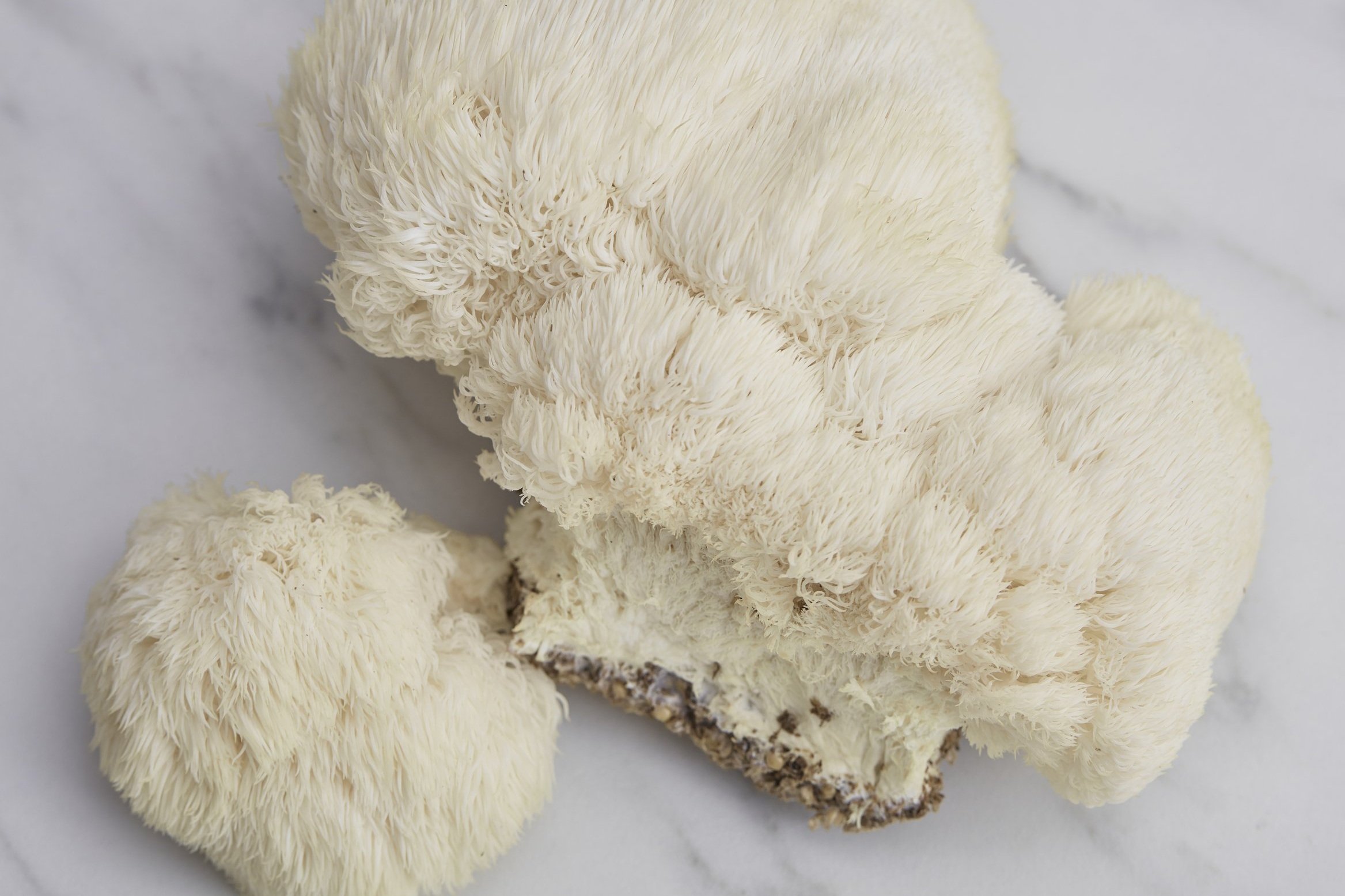 RI-Mushroom_co-full-bleed_2918.jpg