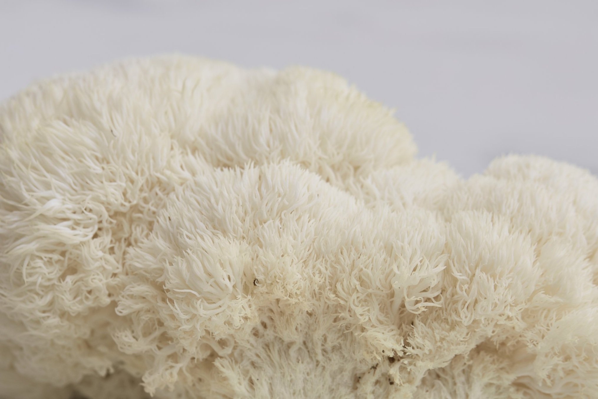 RI-Mushroom_co-full-bleed_2912.jpg