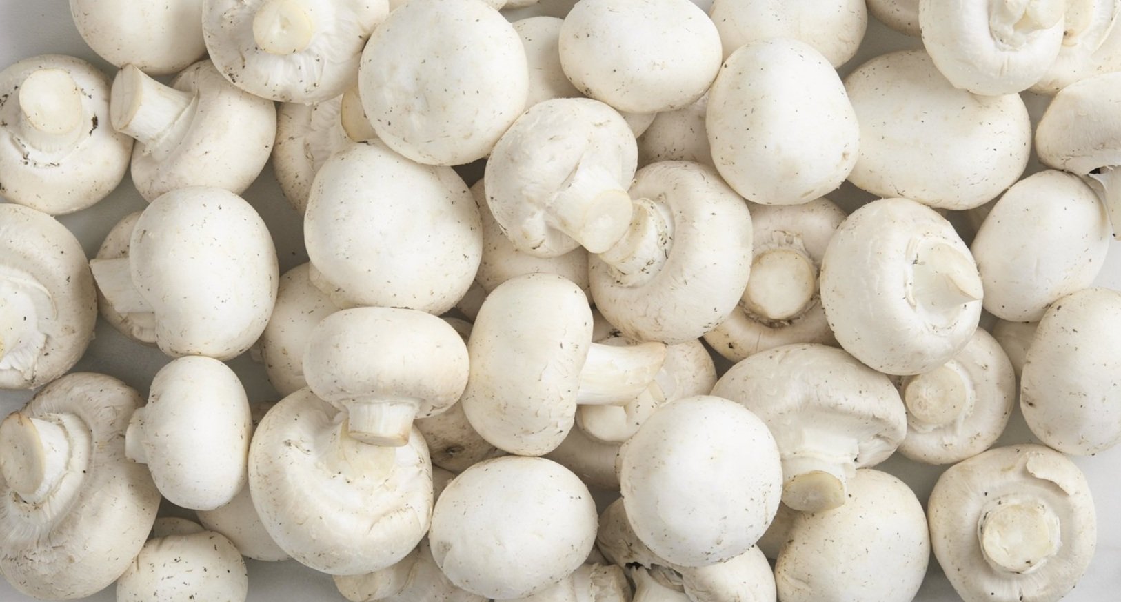 RI-Mushroom_co2358.jpg