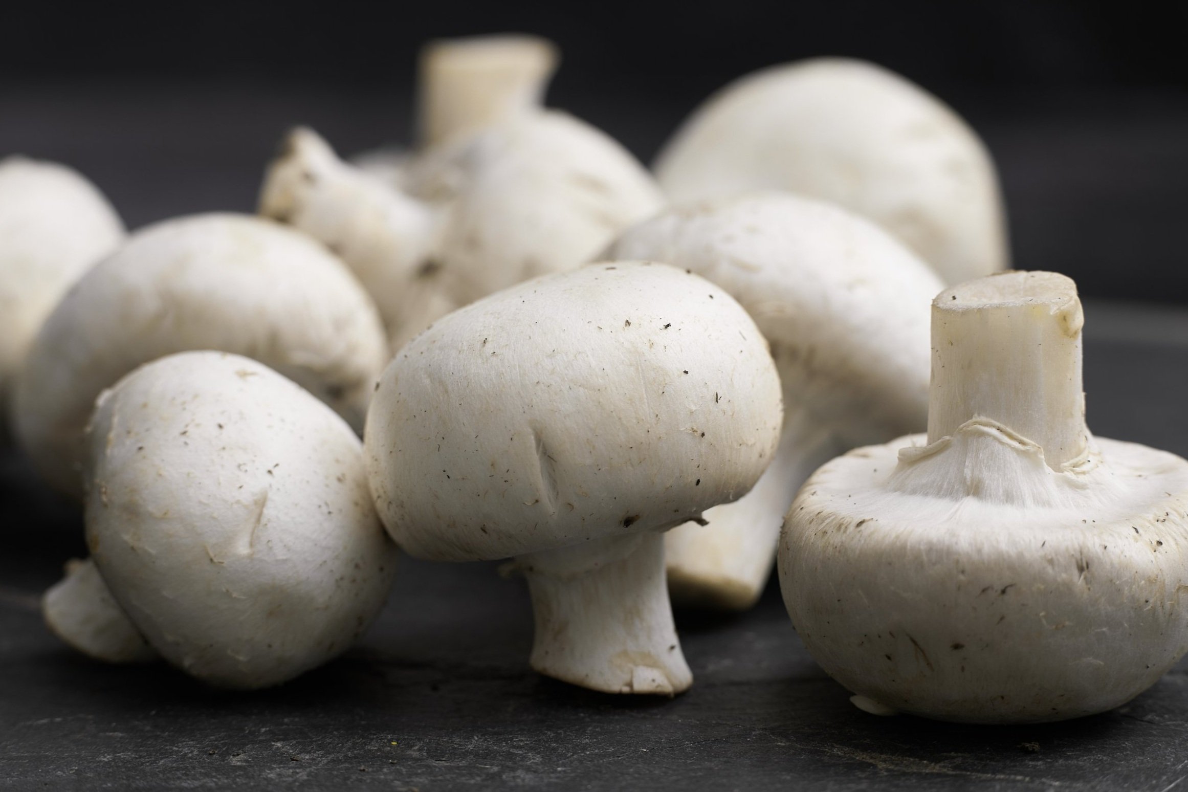RI-Mushroom_co1787.jpg