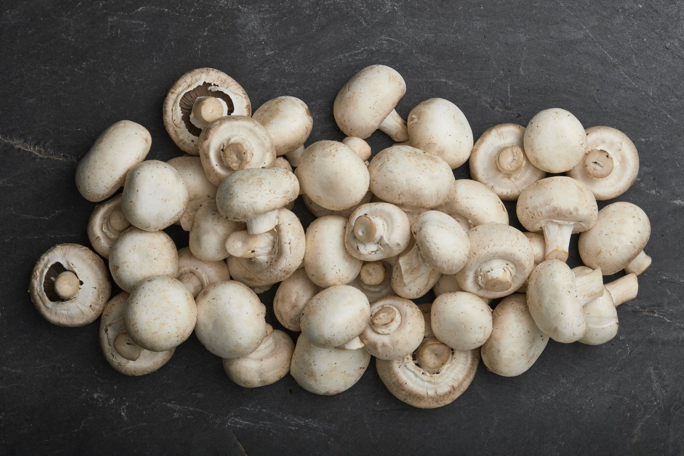 RI-Mushroom_co2643.jpg