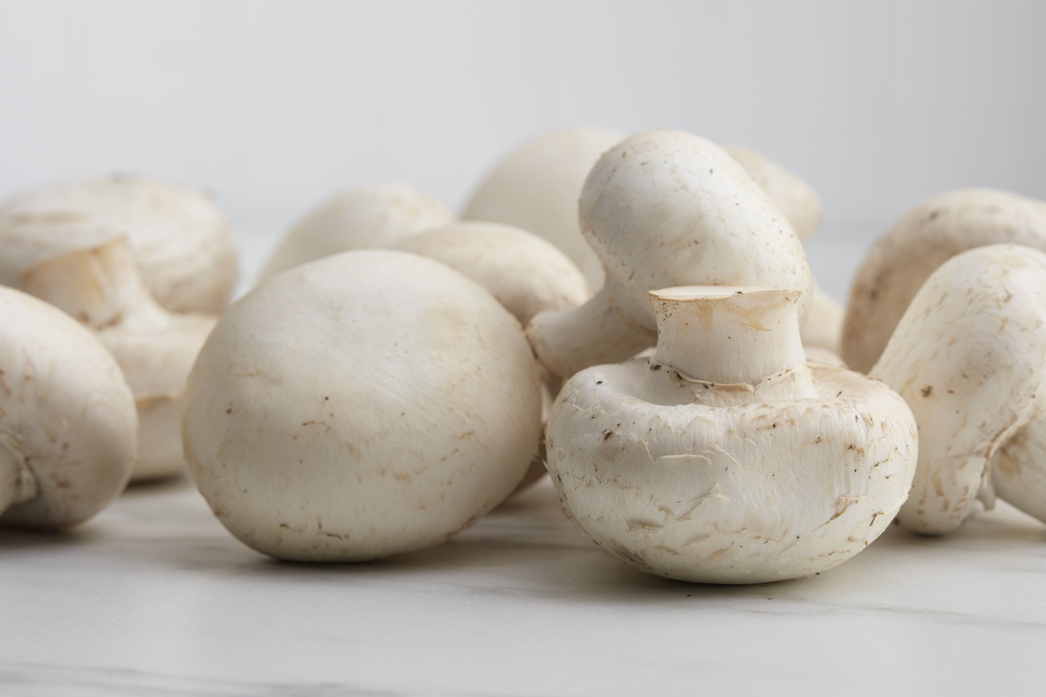 RI-Mushroom_co-WT-hero_2936.jpg