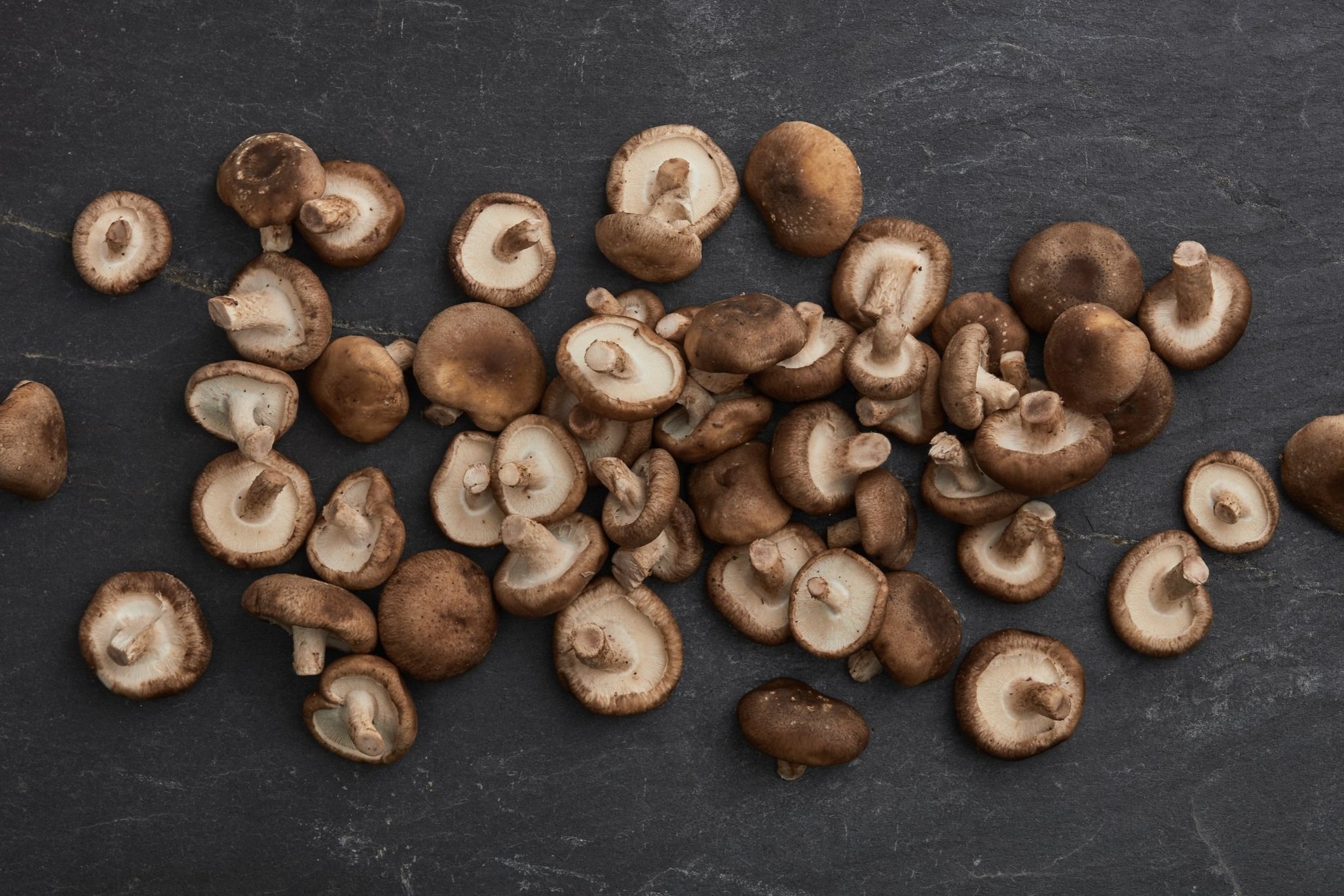 RI-Mushroom_co2536.jpg