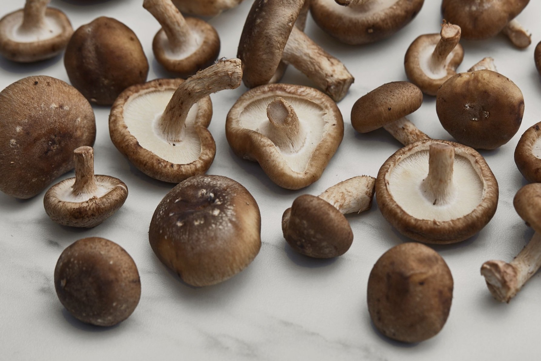 RI-Mushroom_co-WT-hero_3283.jpg
