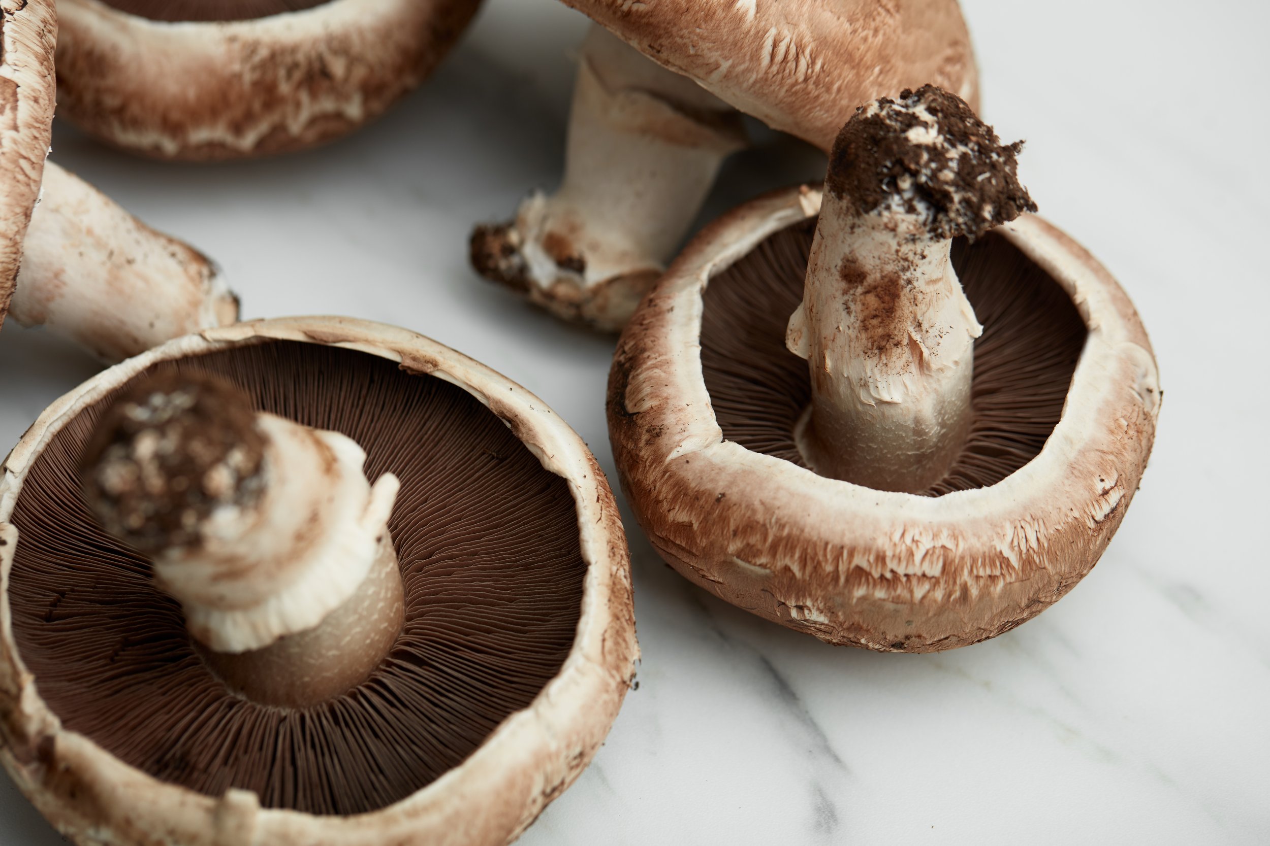 RI-Mushroom_co-WT-hero_2993.jpg