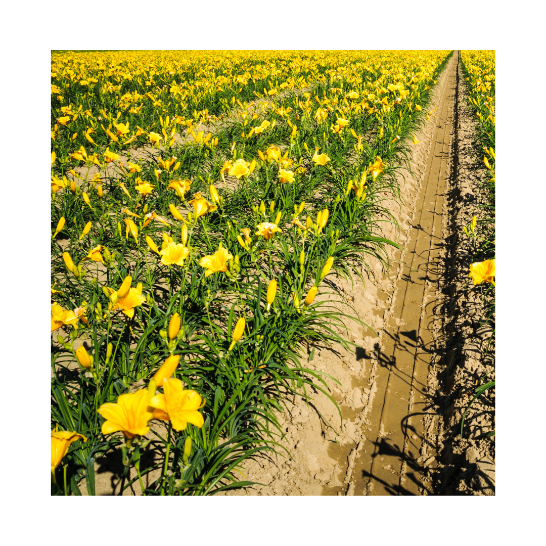 Farm to fork … to vase?