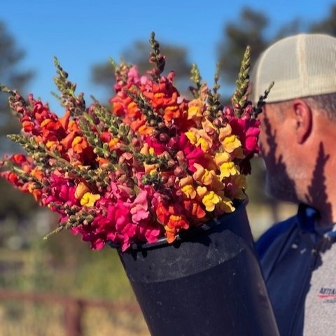 FLOWER FOCUS: Snapdragons

Another bloom in my Top 10 list, the snapdragon has become a farm favorite for its resilience, ultra-long growing window and riot of mesmerizing colors, ranging from bridal ivories to bikini pinks.

If you would like to pla