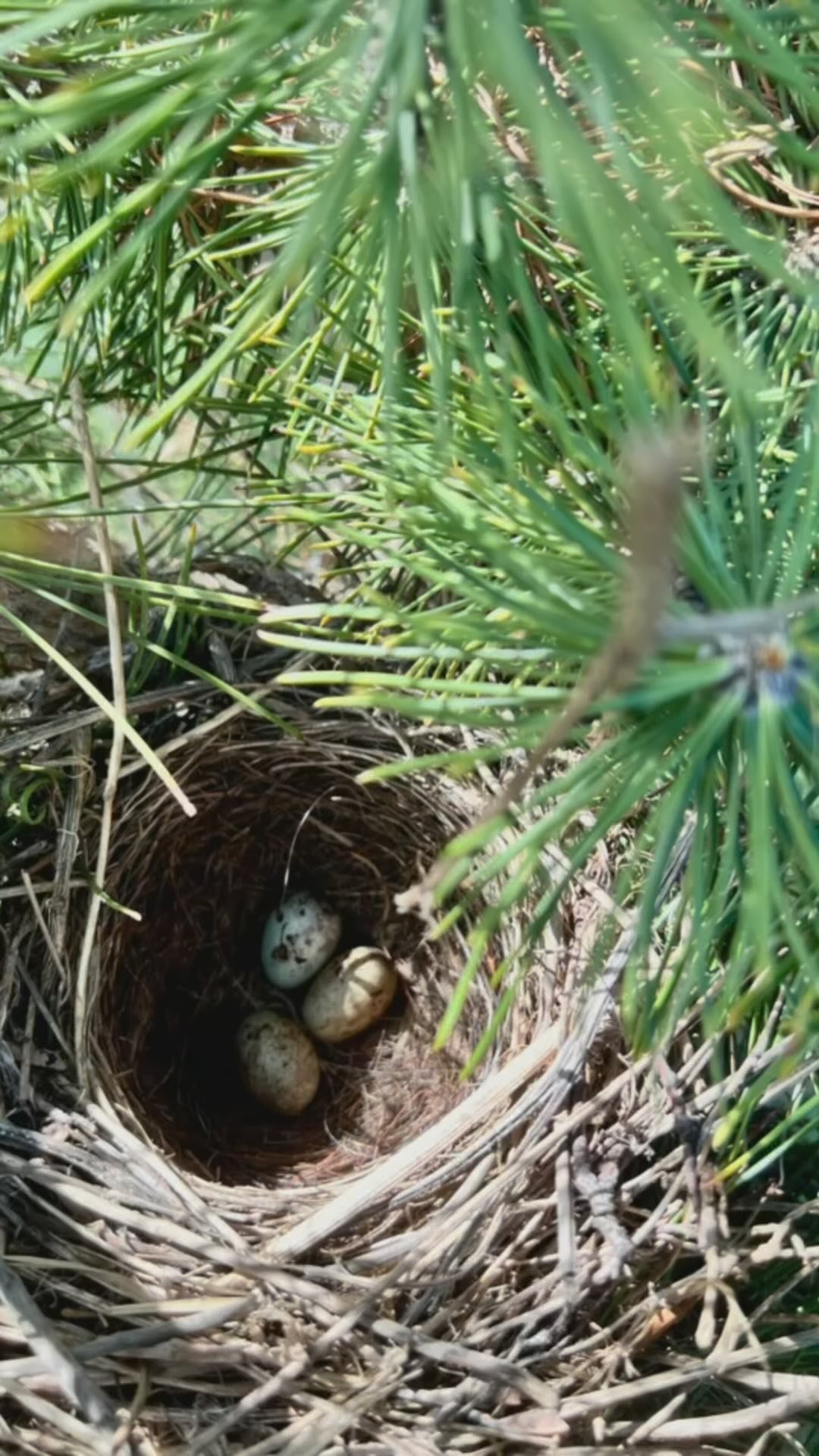 How to Visit — Killdeer Farms