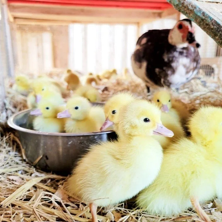 How to Visit — Killdeer Farms