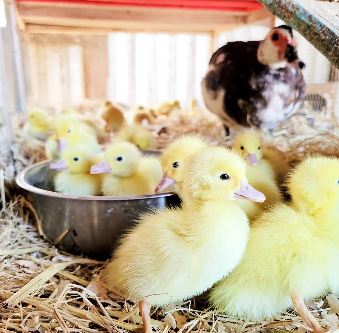 WE GOT DUCKS!!! (Just kidding. Still no ducks)

But it IS #followfriday so we&rsquo;re shouting out Farmer Stacey of @deltatailsfarm who will be joining us for the Market at Killdeer Farms on Father&rsquo;s Day weekend!

Is your daddy a foodie?! Sign
