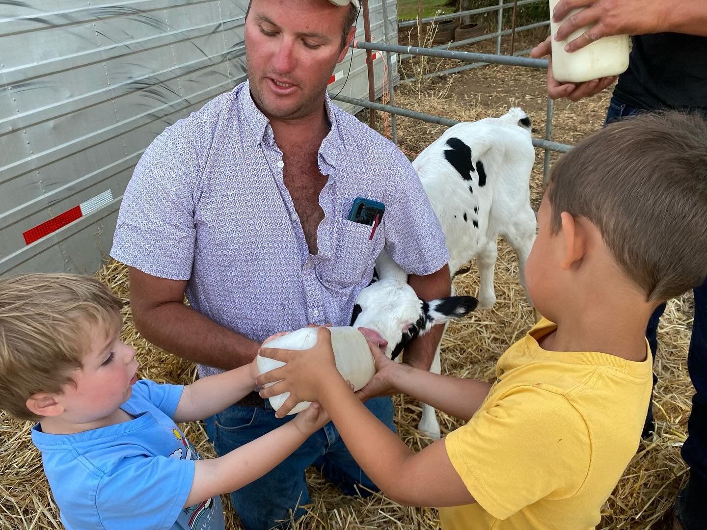 QUESTIONS ABOUT COW INSURANCE. I have a few.

So far, farming in 2025 is going pretty good. It&rsquo;s the business part that&rsquo;s making my eye twitch. The Instagram algorithm is out of control, we just spent $150 on rubber bands (?!), and the la