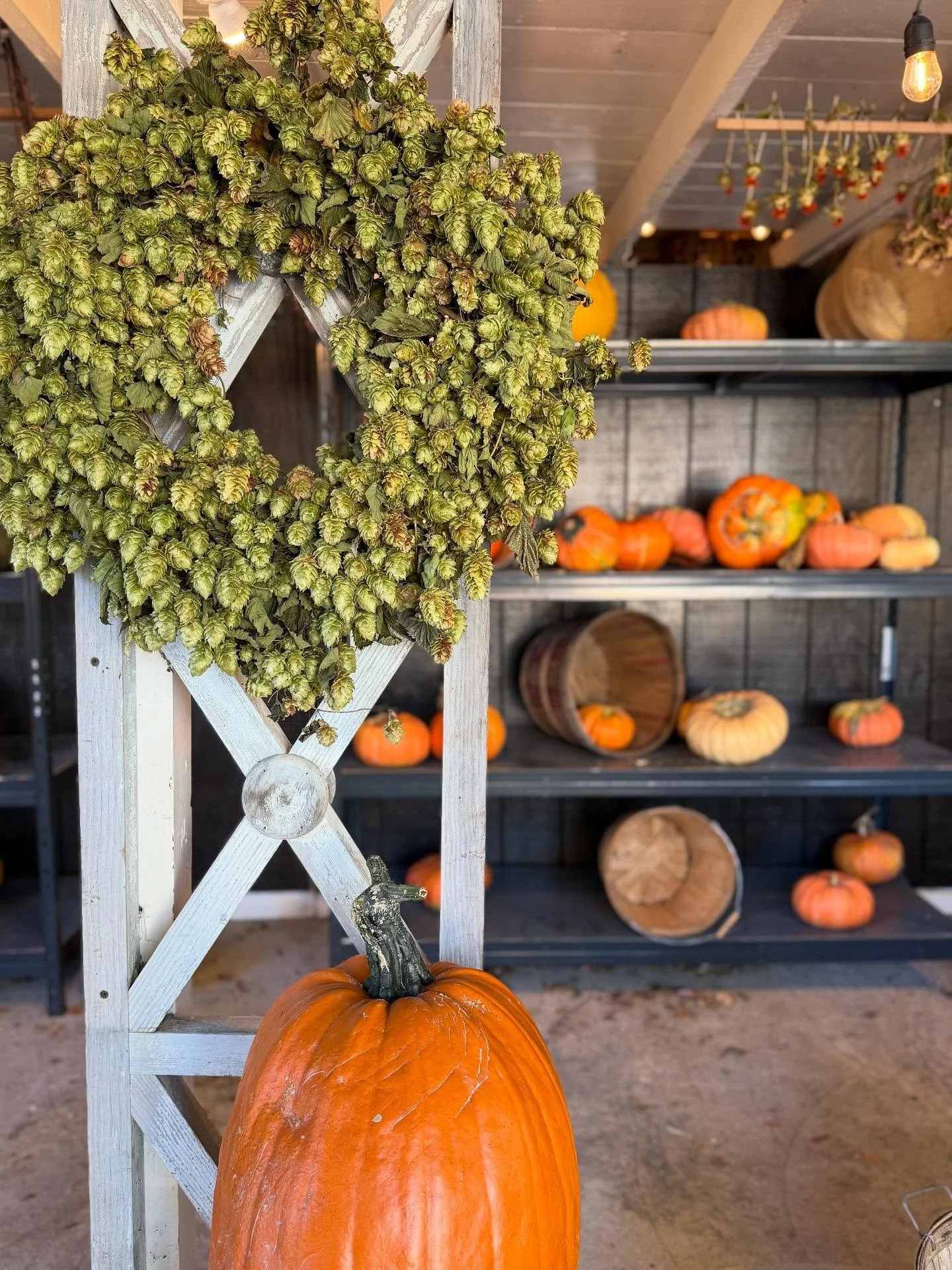 WHAT IS IT ABOUT PUMPKINS?!

Why do kids and grownups alike love pumpkins so much? This weekend Scott and I took a field trip to @gordonskagitfarms in Washington to gain inspiration for our farm and future pumpkin visions. We loved the installations 