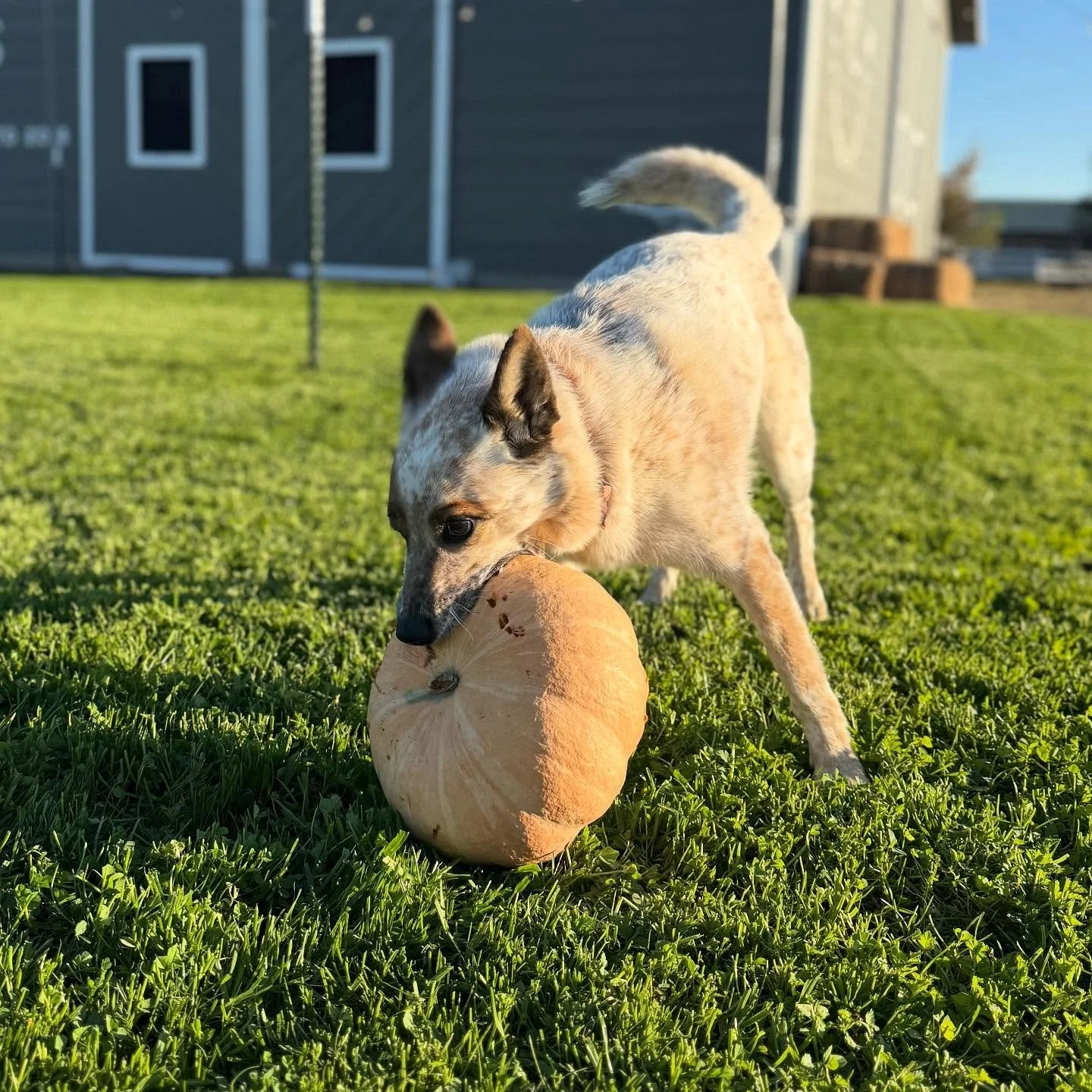 COME GET THE PUMPKINS BEFORE JUNIPER EATS THEM ALL! 

June Bug eats approximately 1 pumpkin daily, which really cuts into our sales. Come to the farm on Saturday and rescue a few before it&rsquo;s too late!

Our final You-Pick of the season is happen