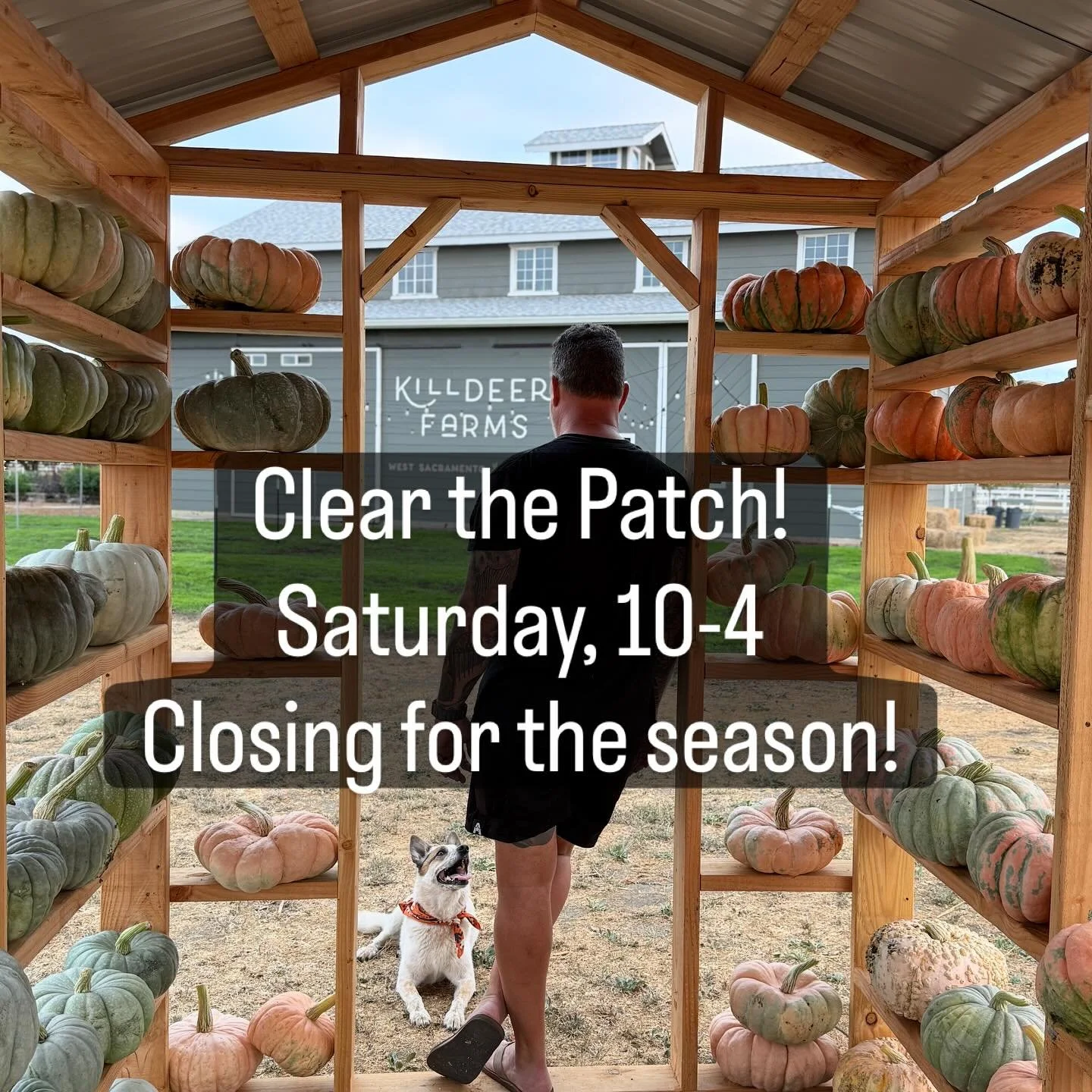 PUMPKINS AND FLOWERS TODAY AT THE FARM! Hope to see you Saturday, October 25 as we celebrate our close of the season. 

From 10 am - 4 pm we&rsquo;ll host our final flower you-pick featuring marigolds, lisianthus, sunflowers, basils, and more. Plus b