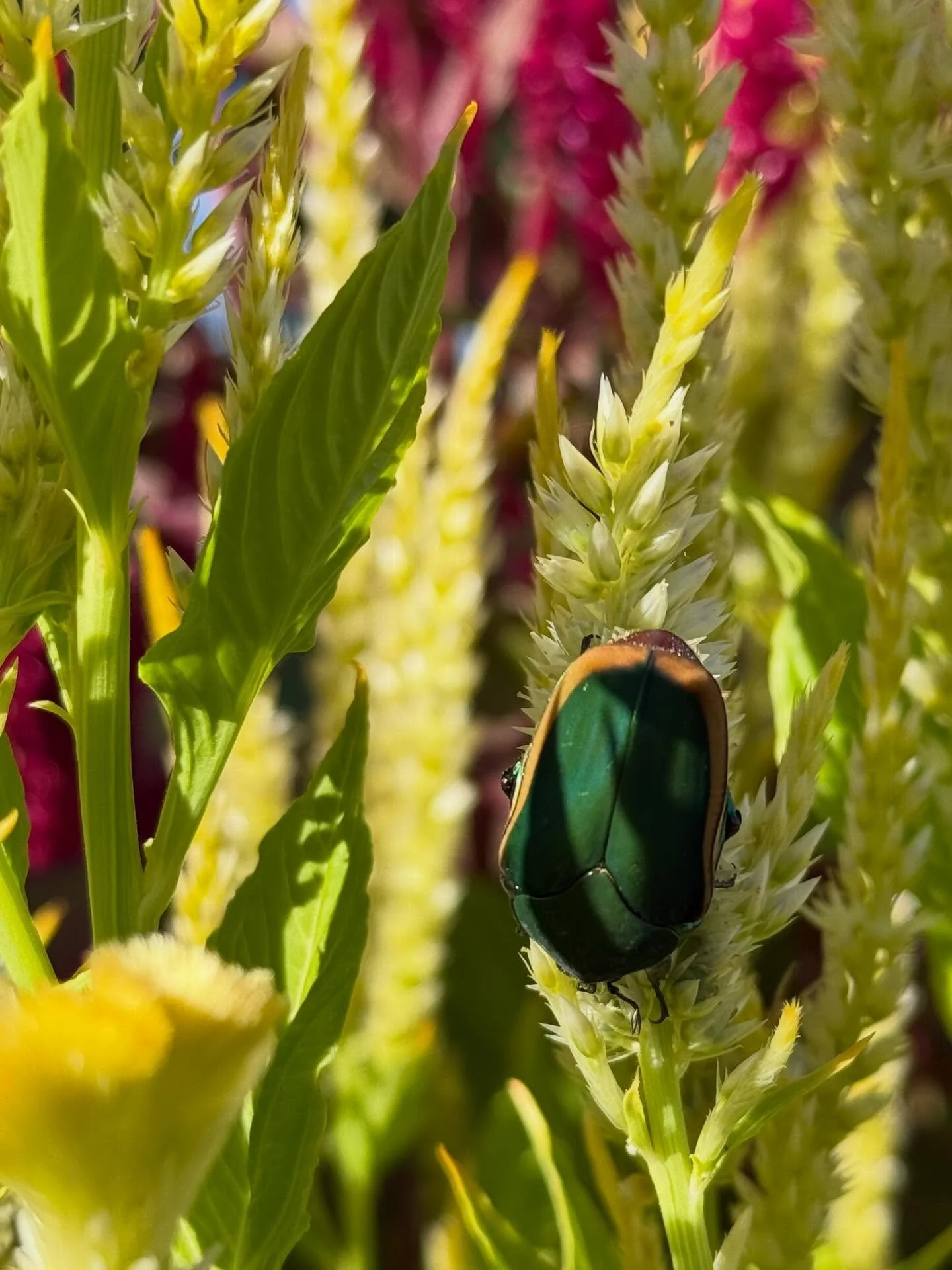ITS A BUG-EAT-BUG WORLD. But they&rsquo;re not all bad!

By summertime, our farm will morph int a nature documentary: orb weaver spiders, alligator lizards, Jerusalem crickets, and a black widow population I prefer not to quantify.

I give them a wid