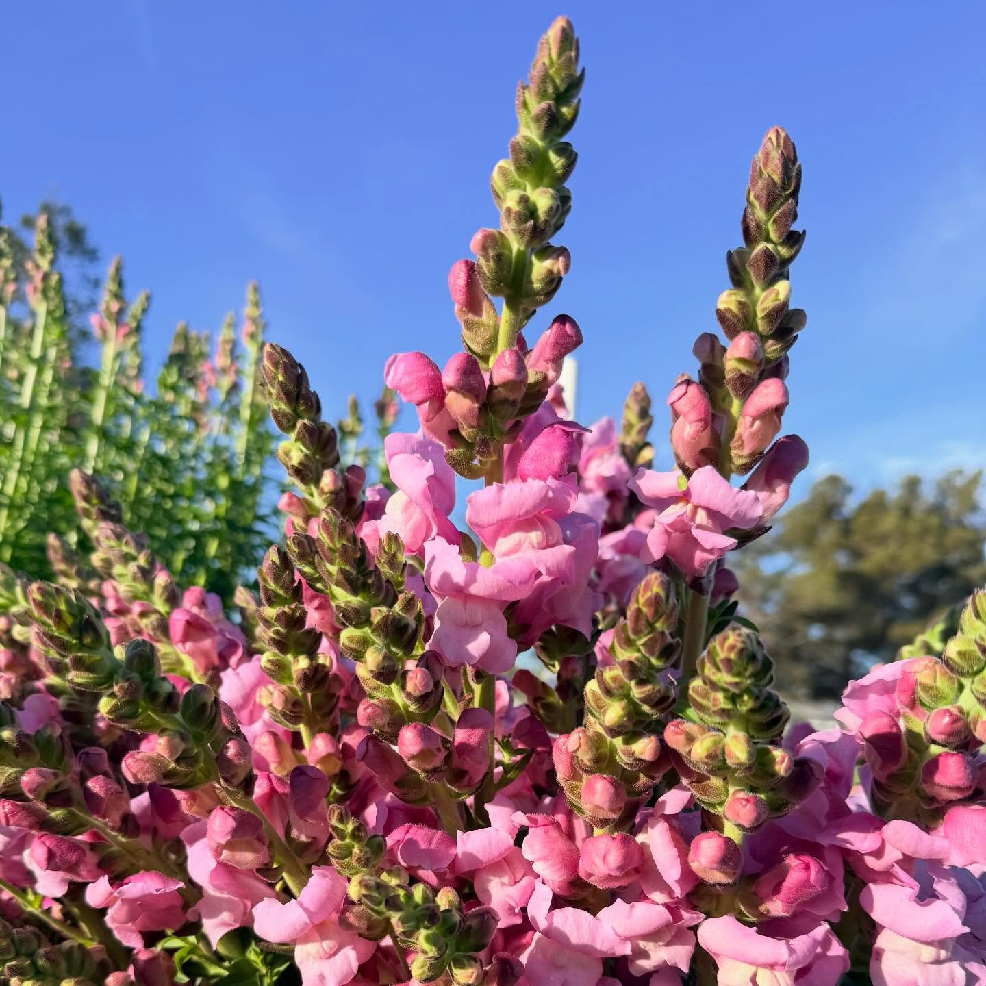 WHAT AM I GOING TO WEAR TODAY? The flowers would really like to know.

If this weather feels unhinged to you, just know the plants are taking it personally.

That record-breaking March heatwave in Northern California? Great for margaritas. Brutal for