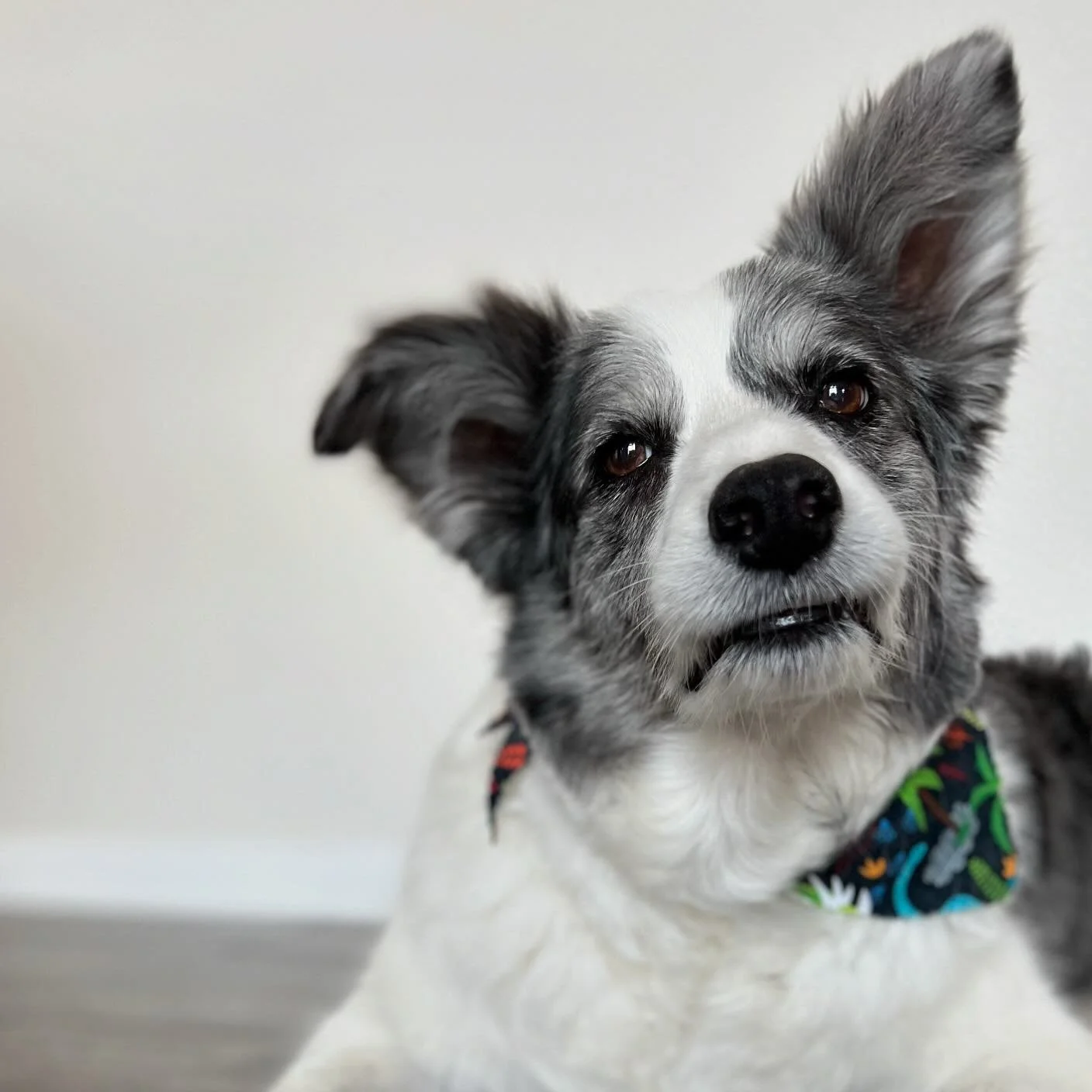 WE WENT VIRAL and I&rsquo;m annoyed.

Let&rsquo;s start with the fact that I don&rsquo;t like social media and am I&rsquo;m a geriatric millennial who would like to yeet her phone into a lake and return to dial-up internet.

So imagine my displeasure