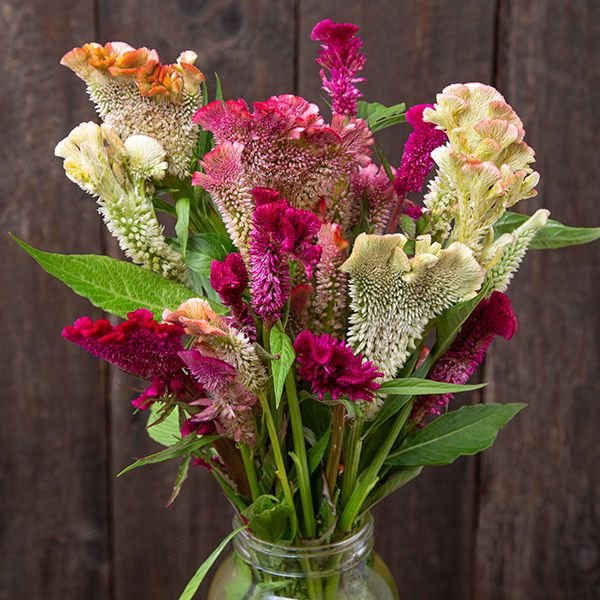 Supercrest Celosia