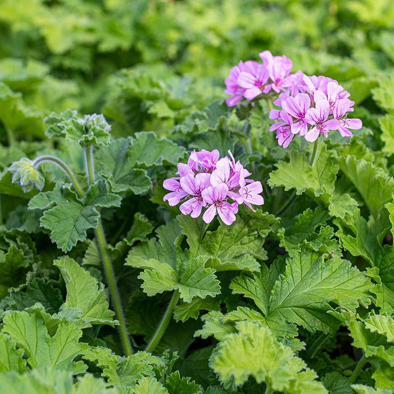 Scented Geranium