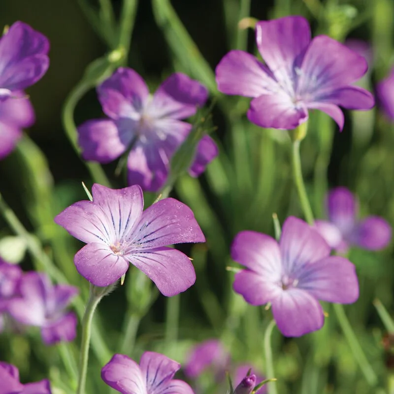 Agrostemma