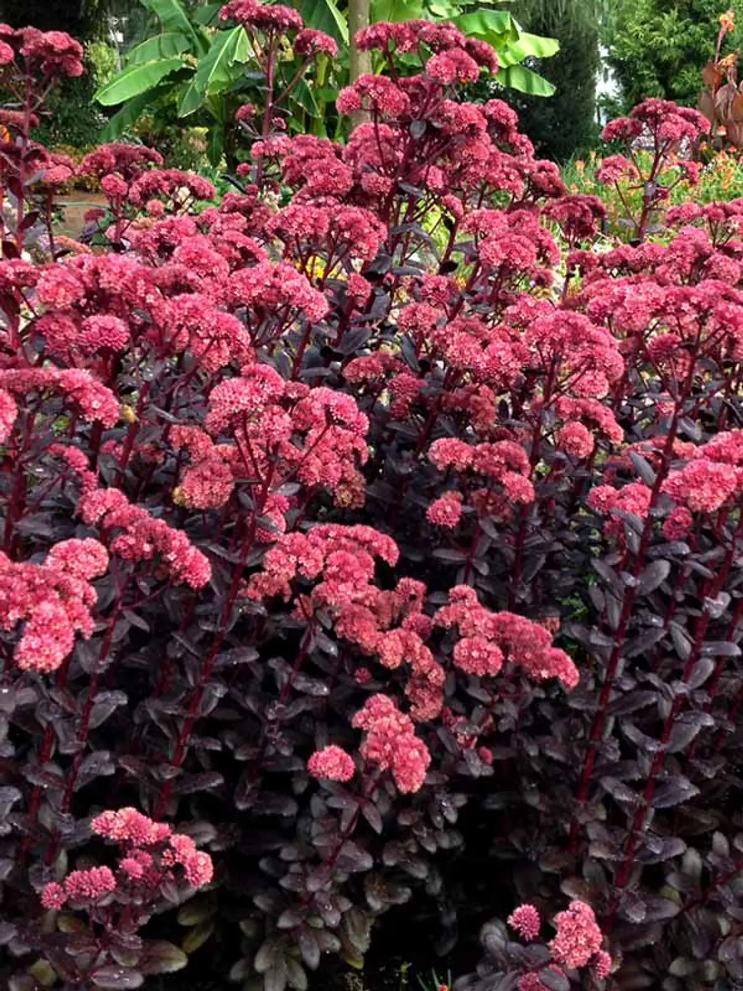 Sedum