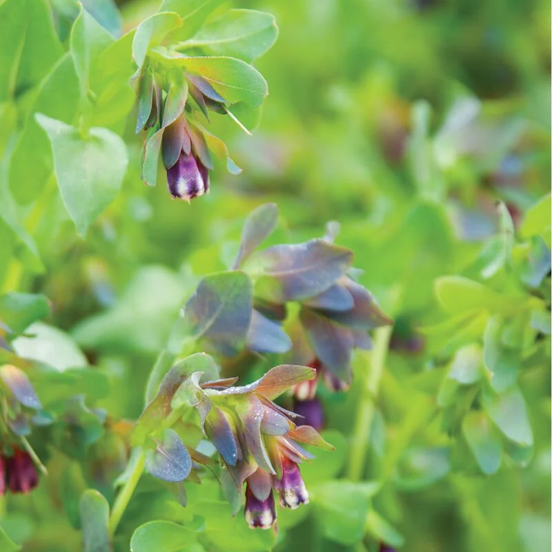 Cerinthe
