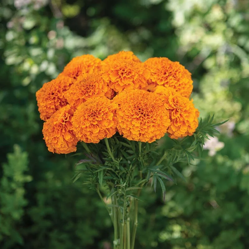 Marigolds