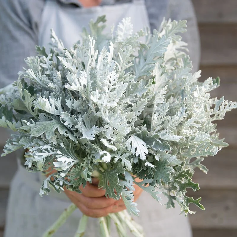 Dusty Miller