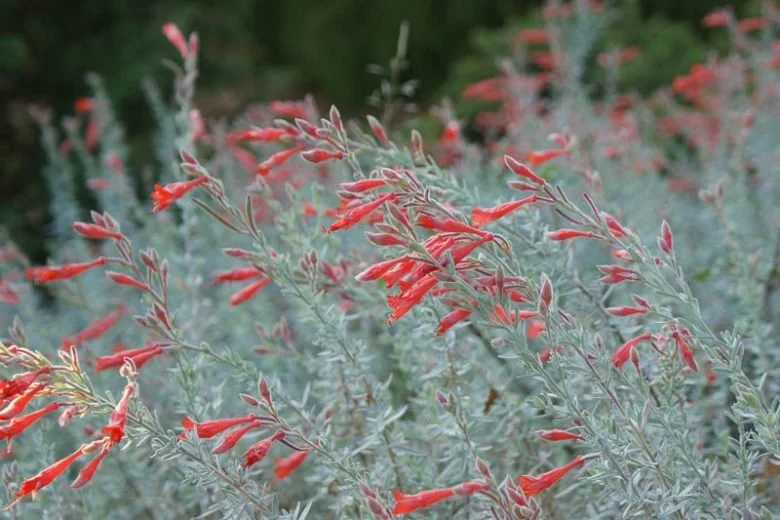 California Fuchsia