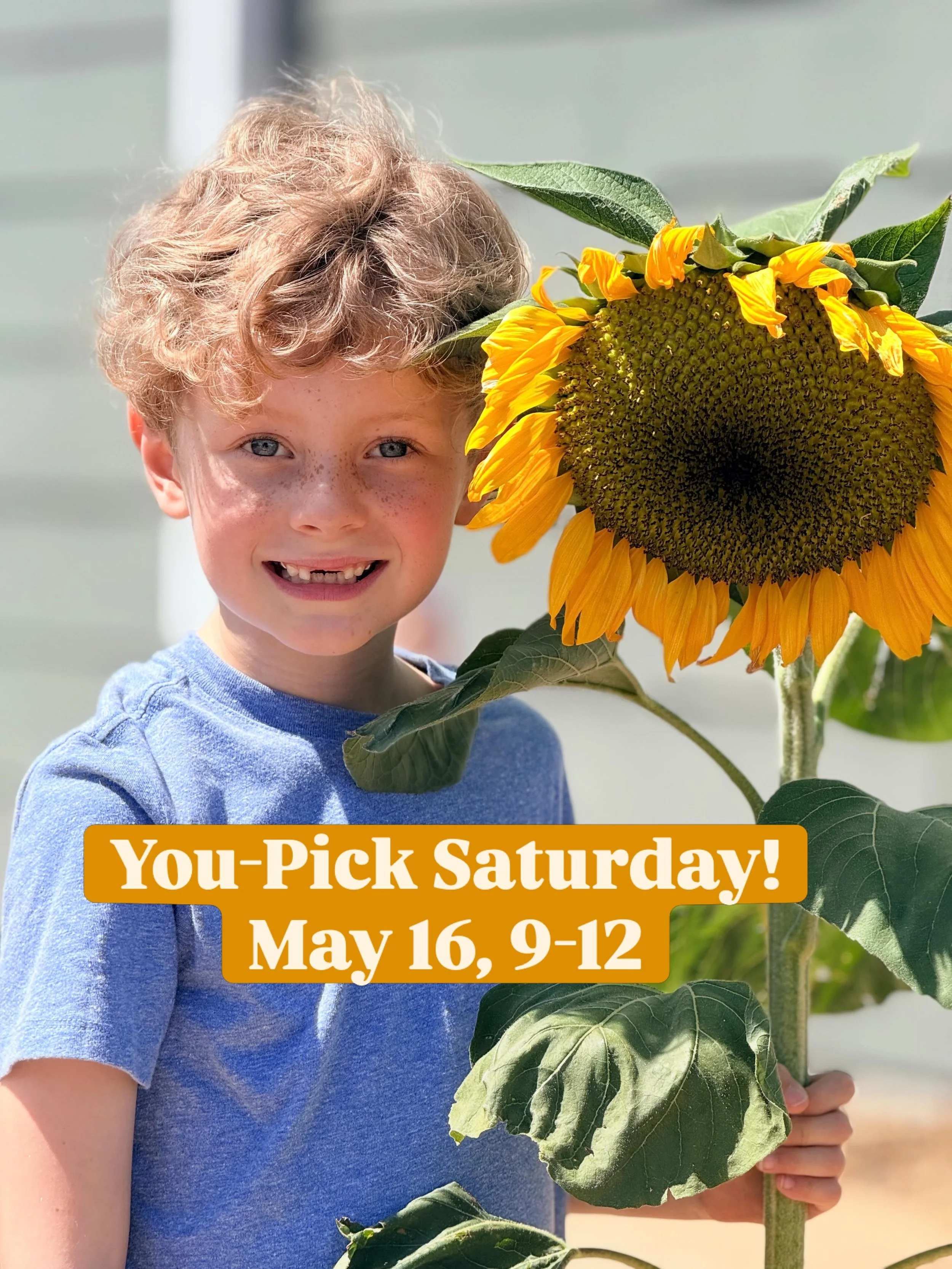 YOU-PICK SATURDAY! 9 am - noon this weekend!

We&rsquo;re full up on sunflowers, snapdragons, campanula and so much more. $35 per bucket, and we supply everything you need (plus helpful hints).

No reservation required. Grab your fun people and come 