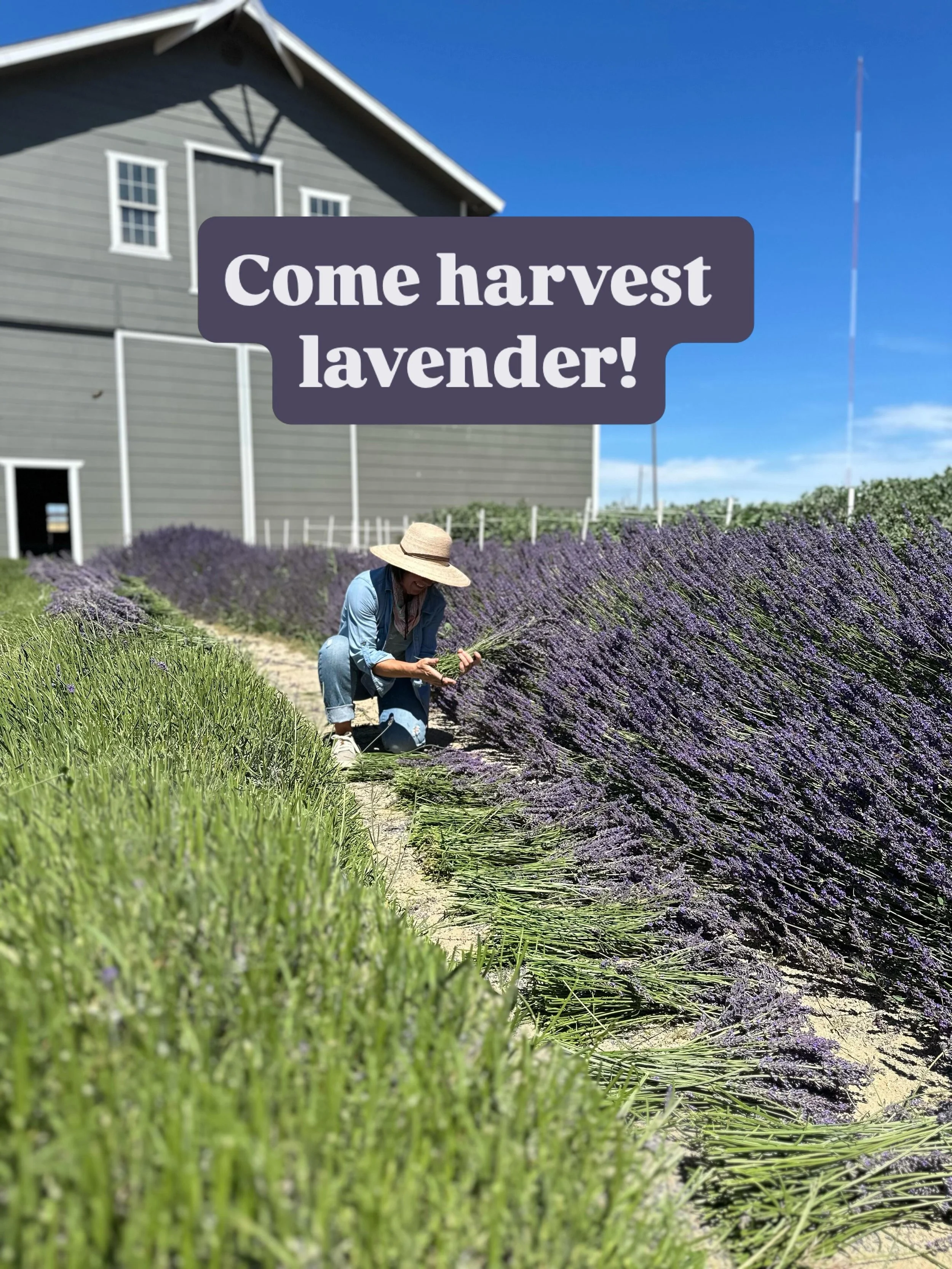 Lavender season is here, and the farm smells absolutely ridiculous right now.

Over the next few weeks, we&rsquo;ll be deep in harvest mode&mdash;cutting, bunching, drying, distilling, and trying to keep the pumpkins alive while Scott travels for fra