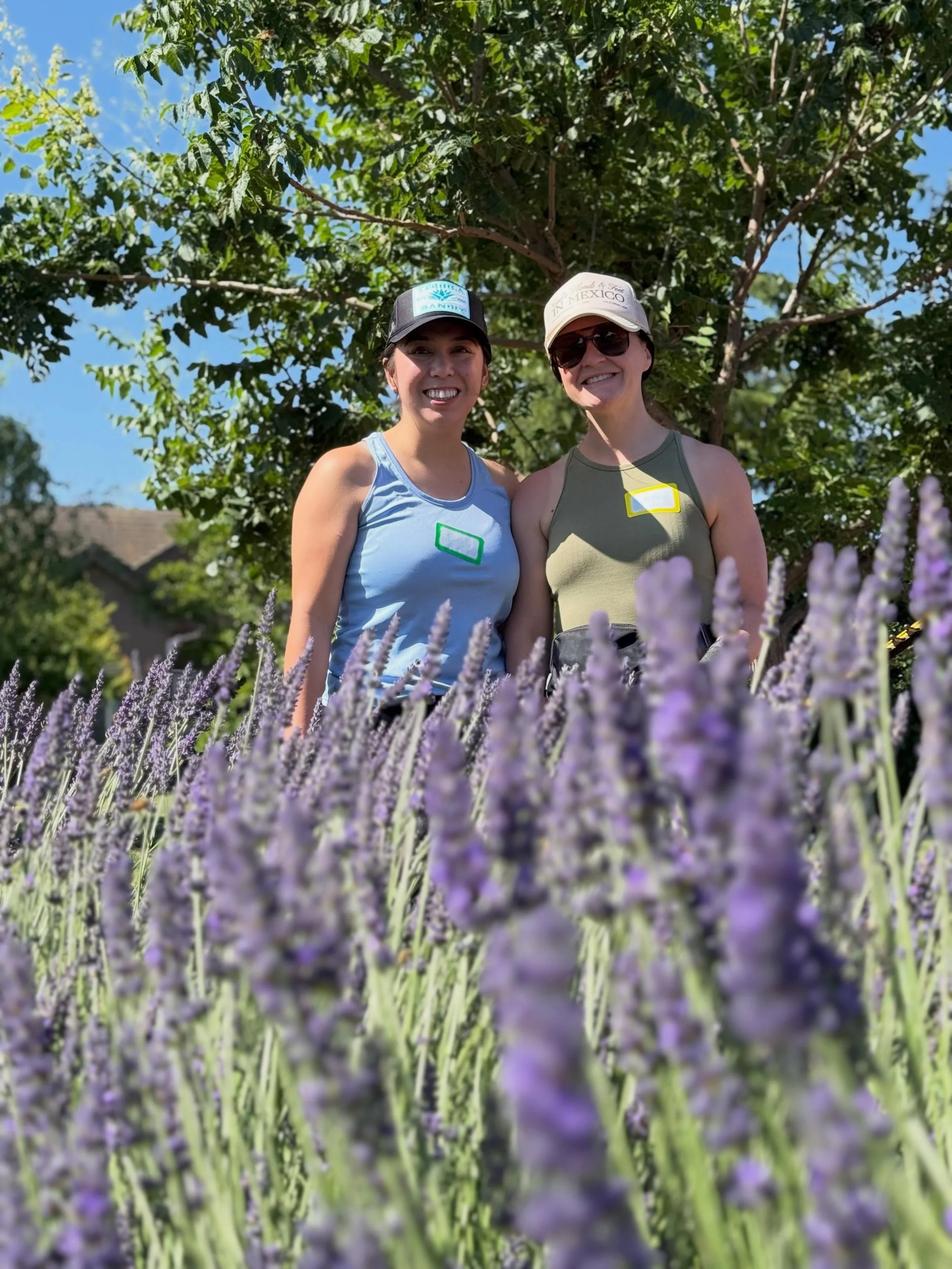 HARVEST LAVENDER WITH US! Saturday and Sunday morning this weekend. 

Spend a real morning on the farm during one of the most fragrant and satisfying moments of the season: lavender harvest.

Our Farmer for a Day experiences are designed for sturdy, 