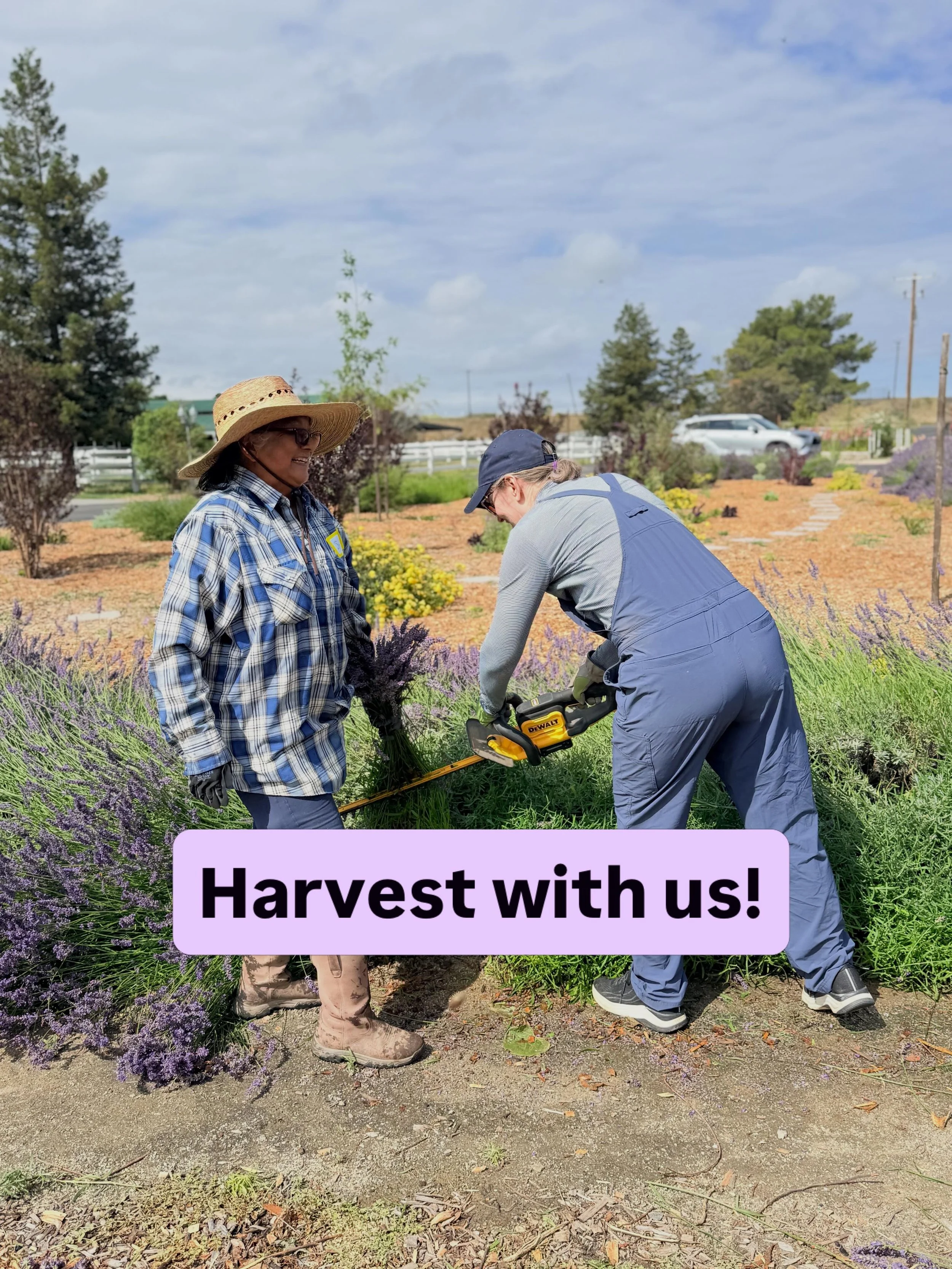 WHAT ARE YOU DOING FRIDAY MORNING? Get your steps in while cutting lavender!

We&rsquo;re looking for a few hardy folks to join Friday morning&rsquo;s Farmer for a Day: Lavender Harvest experience! It&rsquo;s real farm work at your friendly local flo
