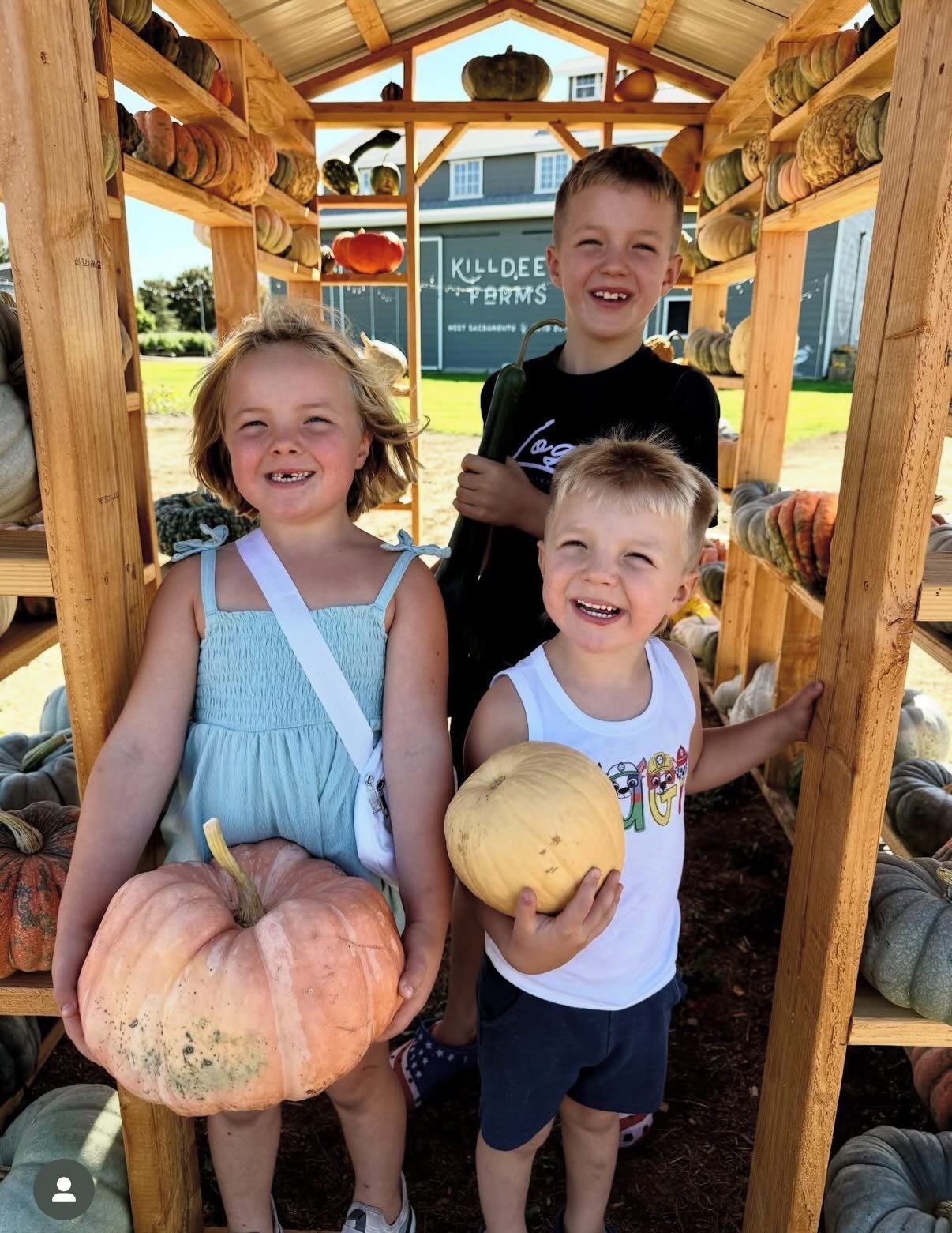 CRAZY NEWS: It&rsquo;s pumpkin time. And yes, your backyard is big enough.

Most people think pumpkins need an entire field. Not so. Bush pumpkins are compact, productive, and perfectly happy in a sunny 4x4-foot space. If you have room for a few toma