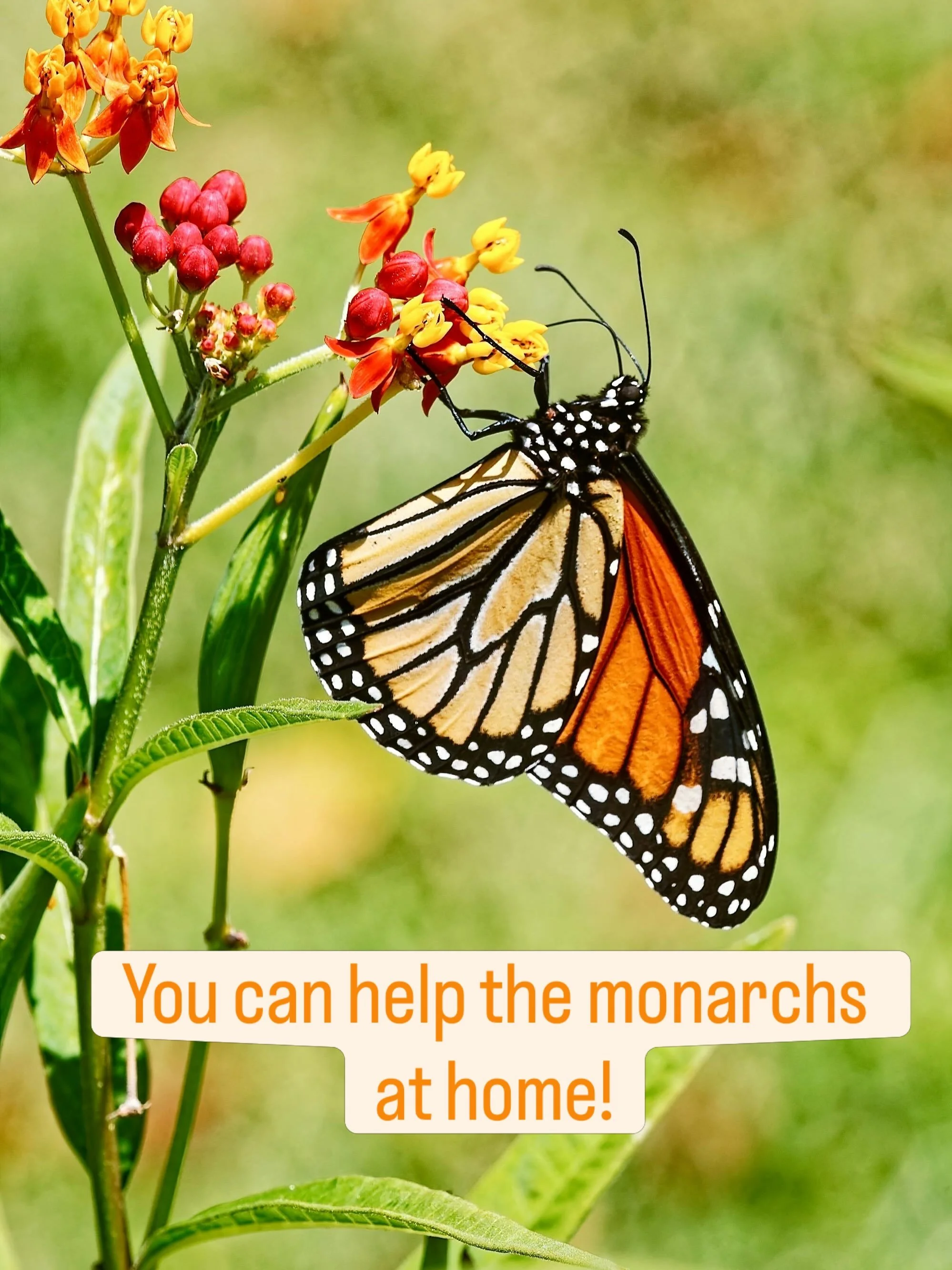 BRING BACK THE BUTTERFLIES! Remember when they were everywhere? 

If you&rsquo;ve noticed fewer of them in recent years, you&rsquo;re not imagining it.

Western monarch butterfly populations have declined dramatically over the past few decades due to