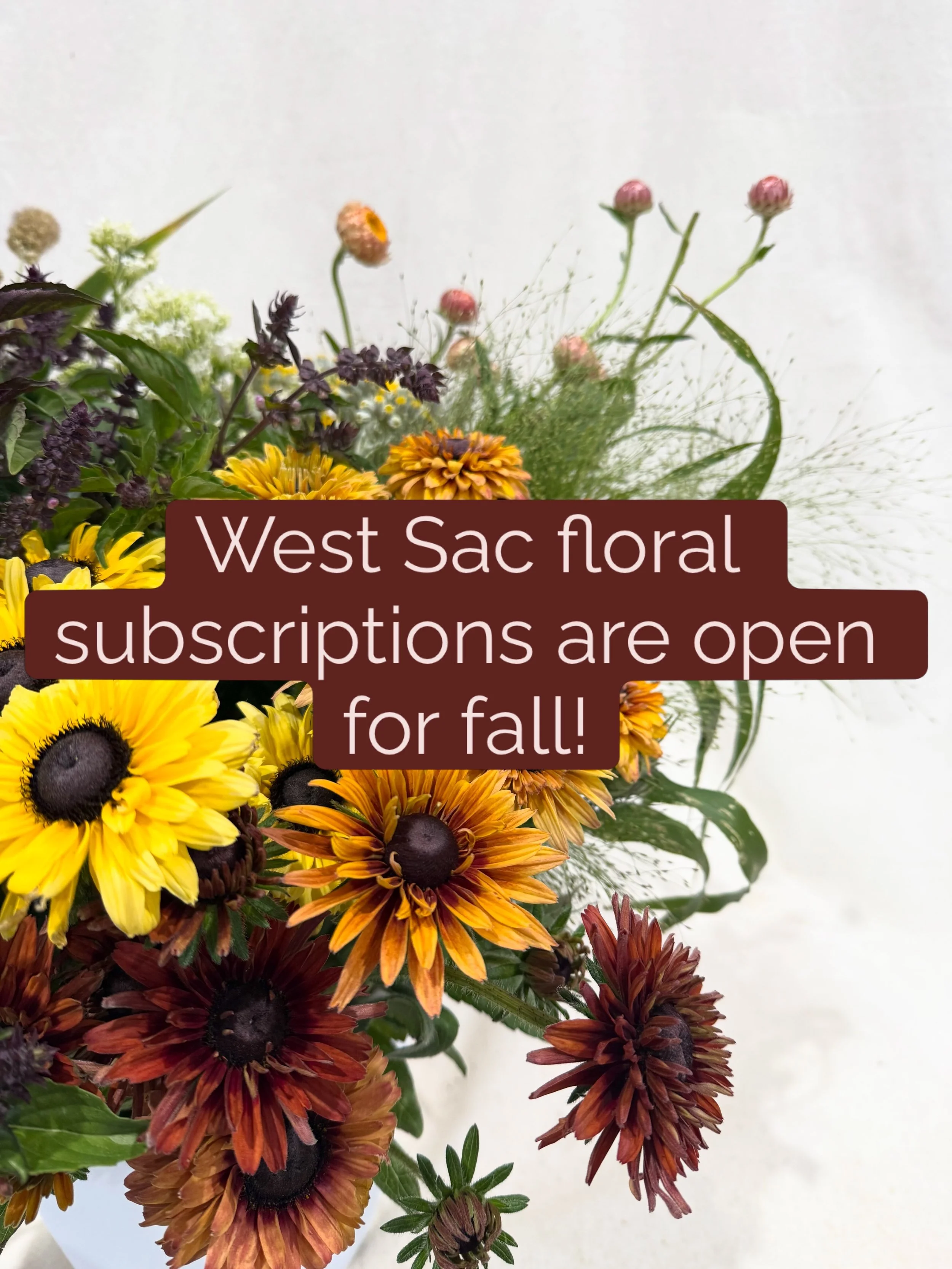 FALL FLOWER SEASON STARTS SOON&mdash;and your friendly local flower farm is about to be overflowing with beautiful, unexpected varieties.

If you love local flowers and want to enjoy a big &lsquo;ol&rsquo; bucket load every month, The Flower Club is 